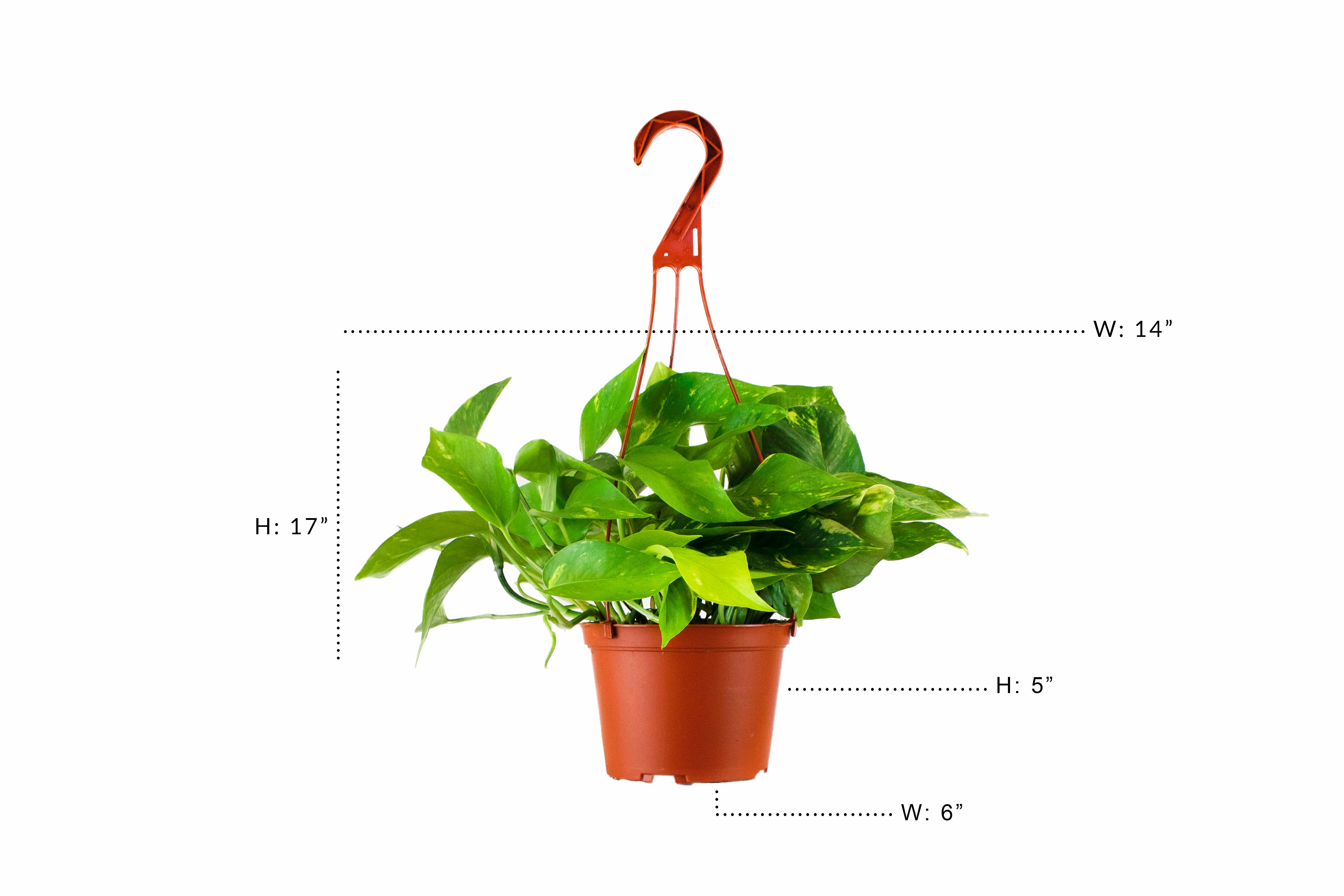 asa 1 pothos plant Epipremnum aureum 'Pothos'