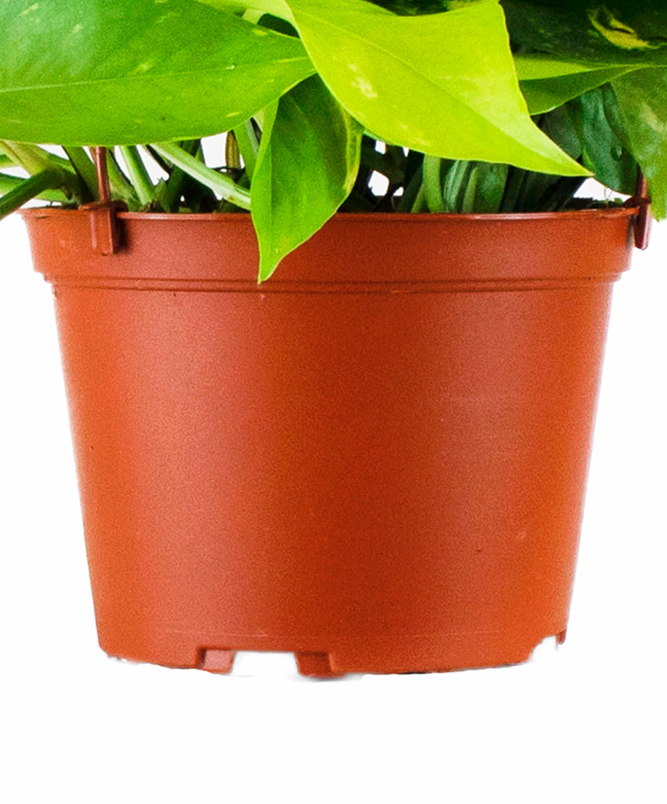 pothos terracotta pot Epipremnum aureum 'Pothos' – Classy Casita