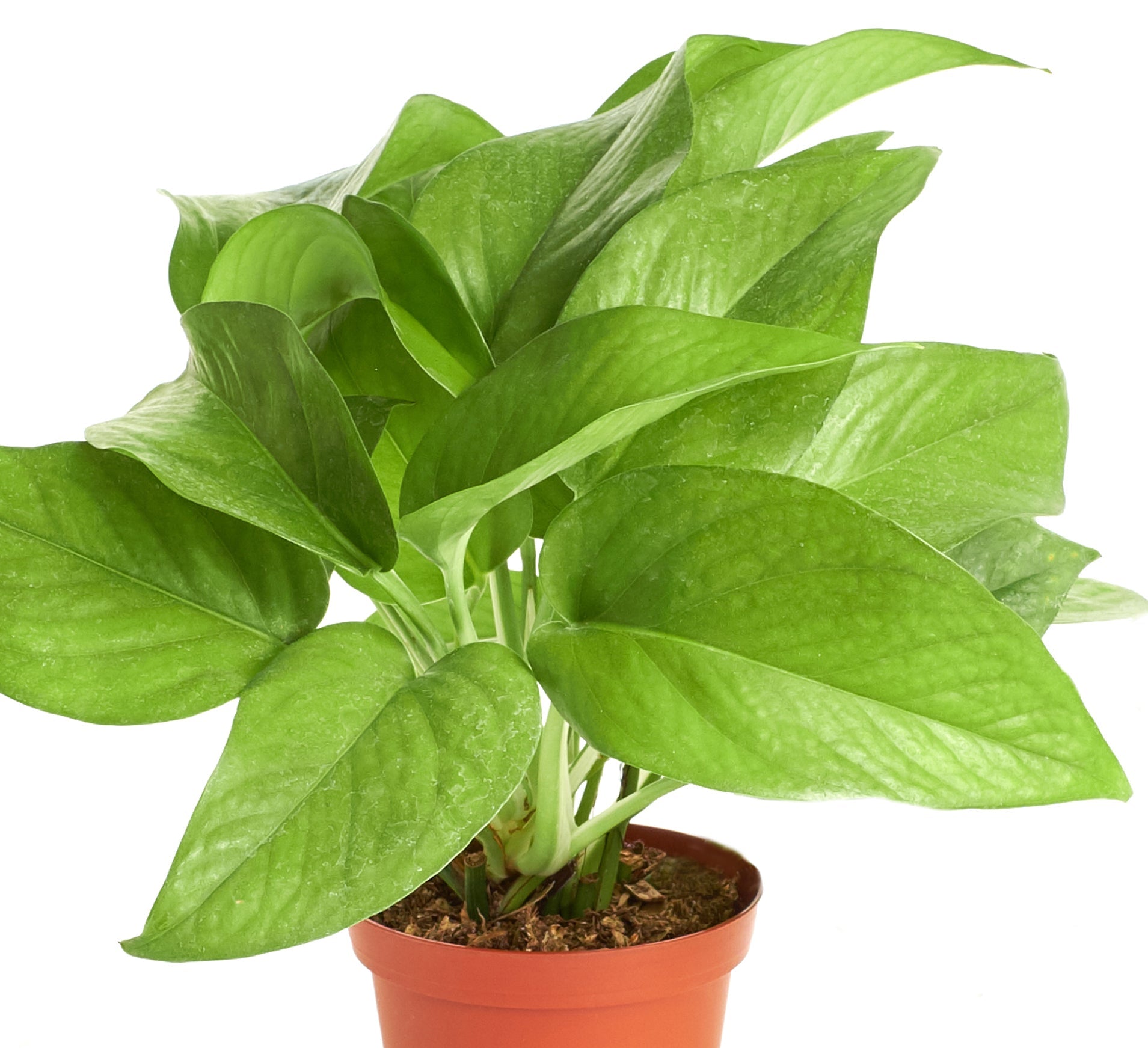 pothos plant for sale nearby Epipremnum aureum 'Pothos' – Classy Casita