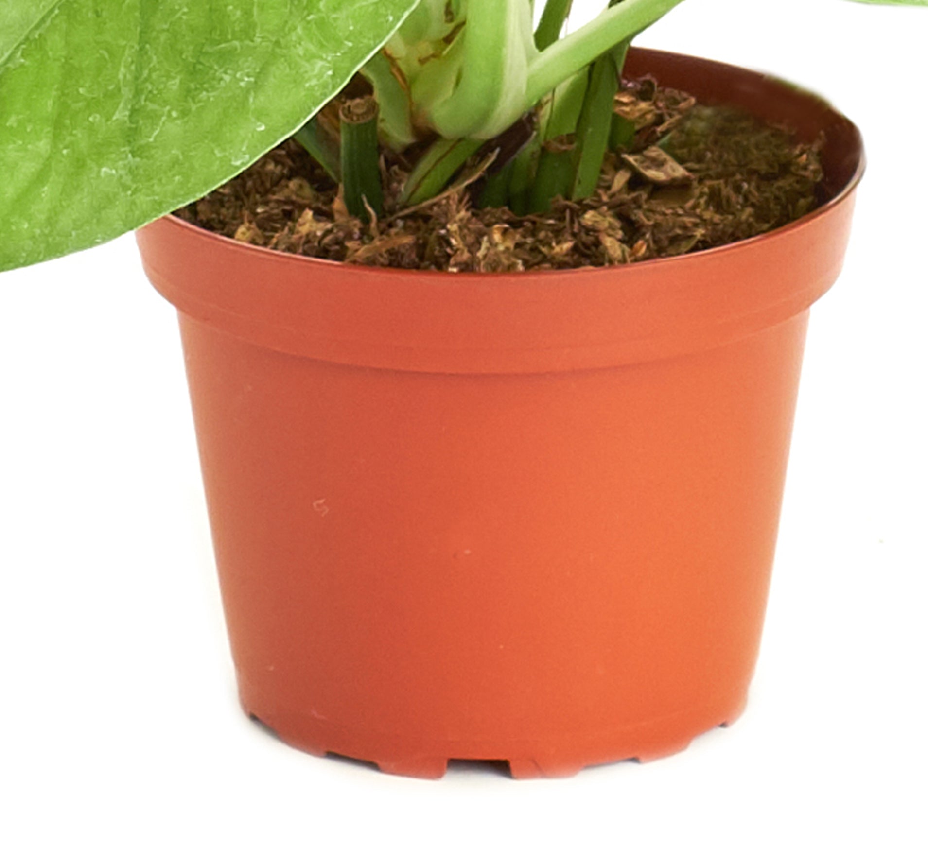 red pothos plant Epipremnum aureum 'Pothos' – Classy Casita