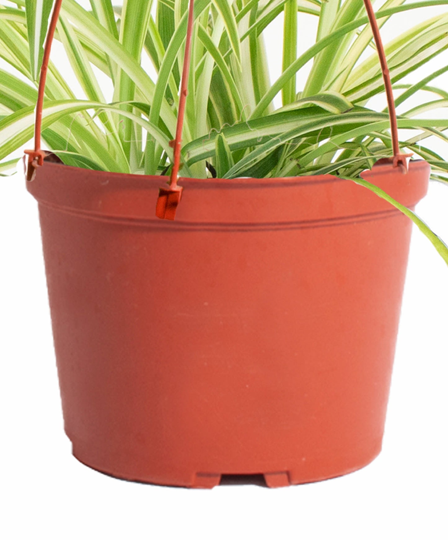 spider plant red Chlorophytum comosum 'Spider Plant' – Classy Casita