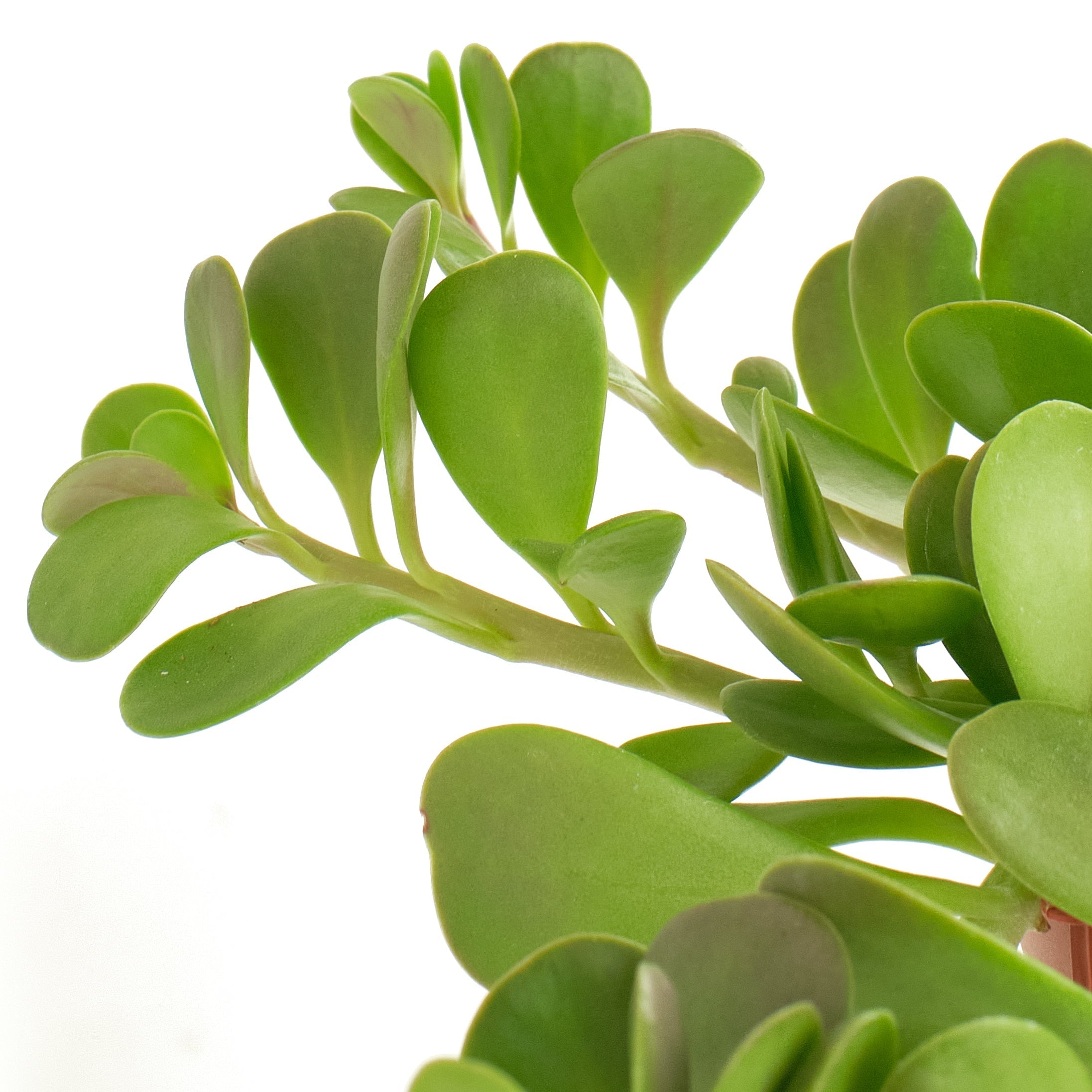 trailing jade succulent Senecio Jacobsenii 'Trailing Jade' – Classy Casita
