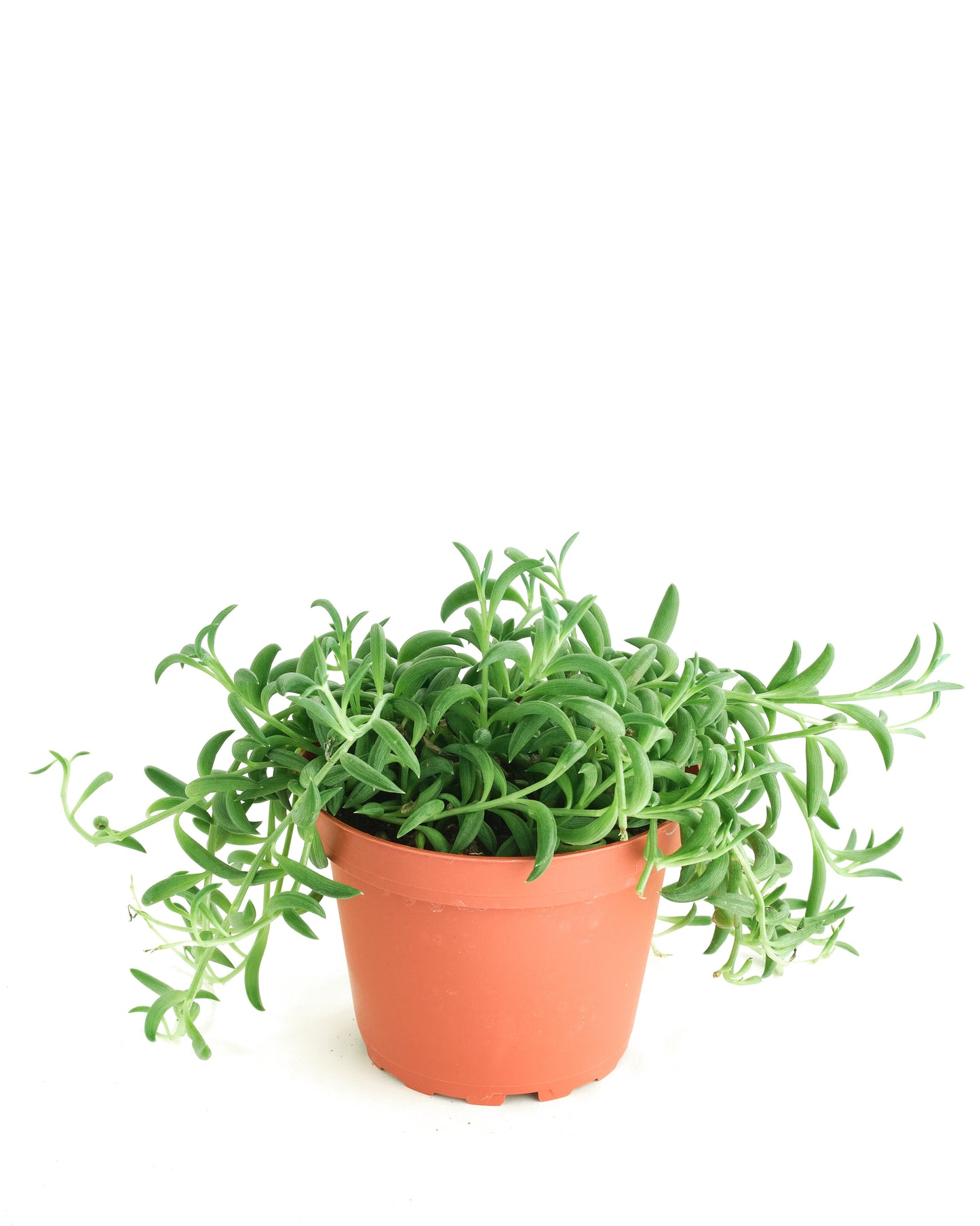 string of bananas plant indoors Senecio Radicans 'String of Bananas' – Classy Casita