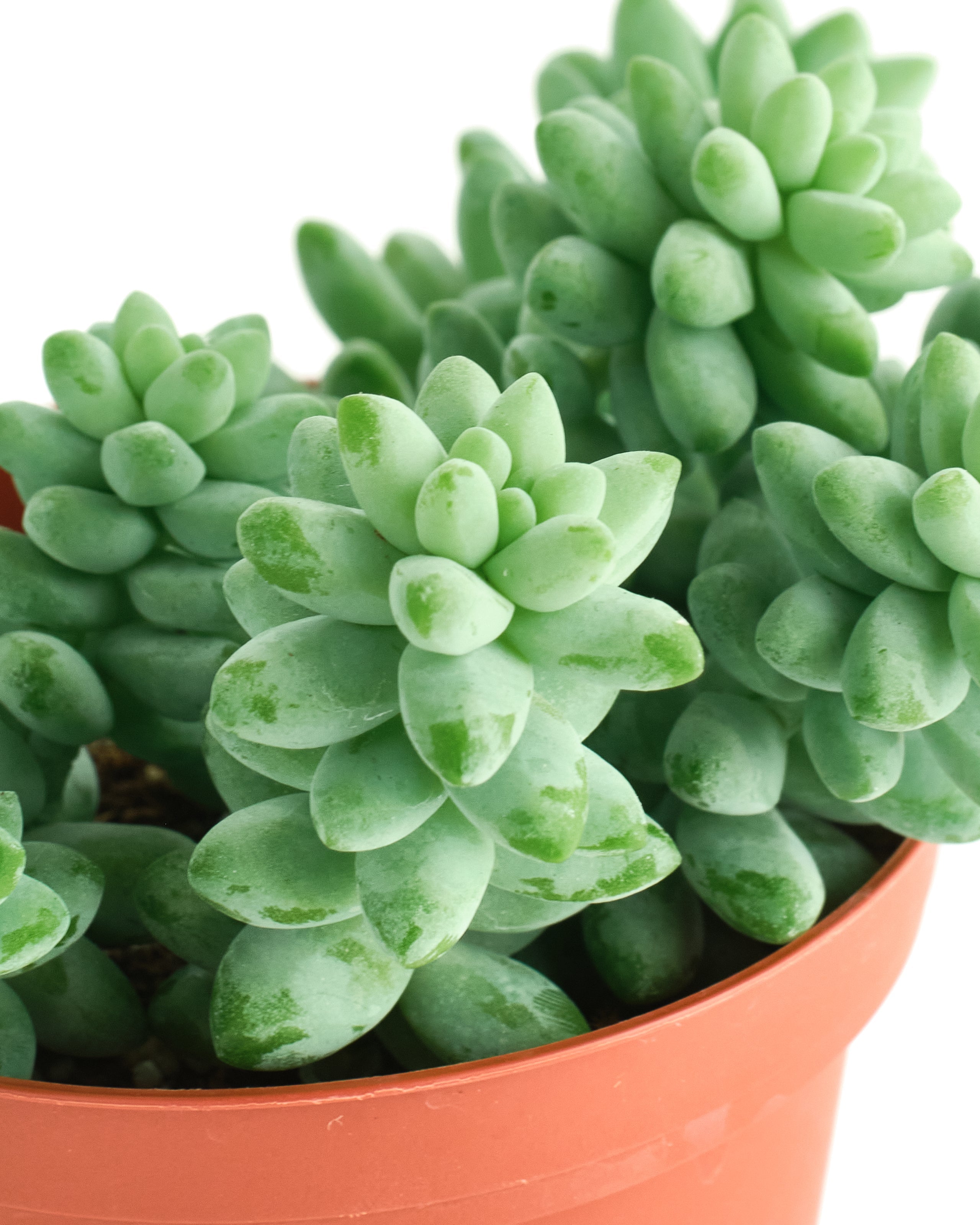 donkey tail succulent near me Sedum morganianum 'Burro's Tail' – Classy Casita