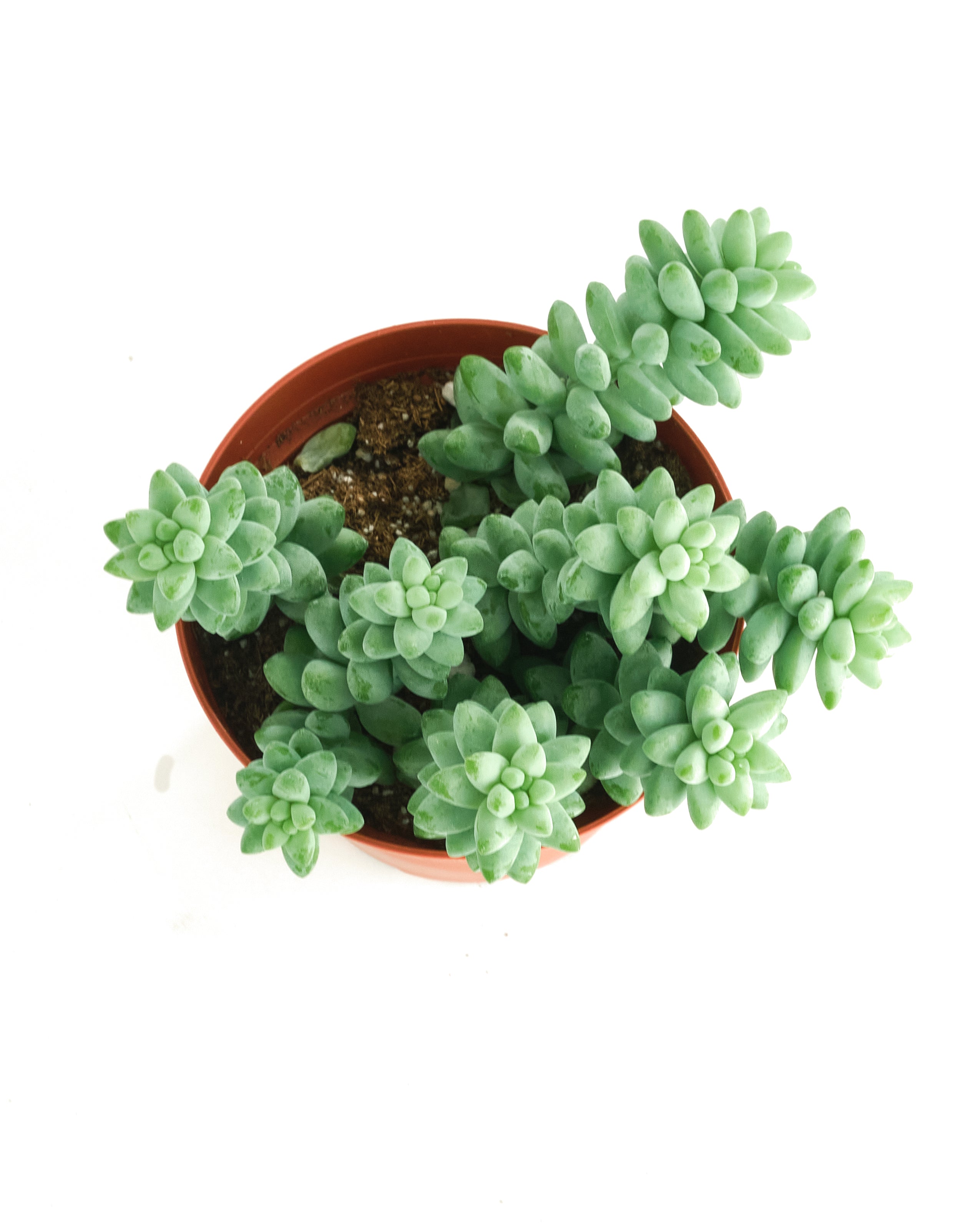 morganianum succulent Sedum morganianum 'Burro's Tail' – Classy Casita
