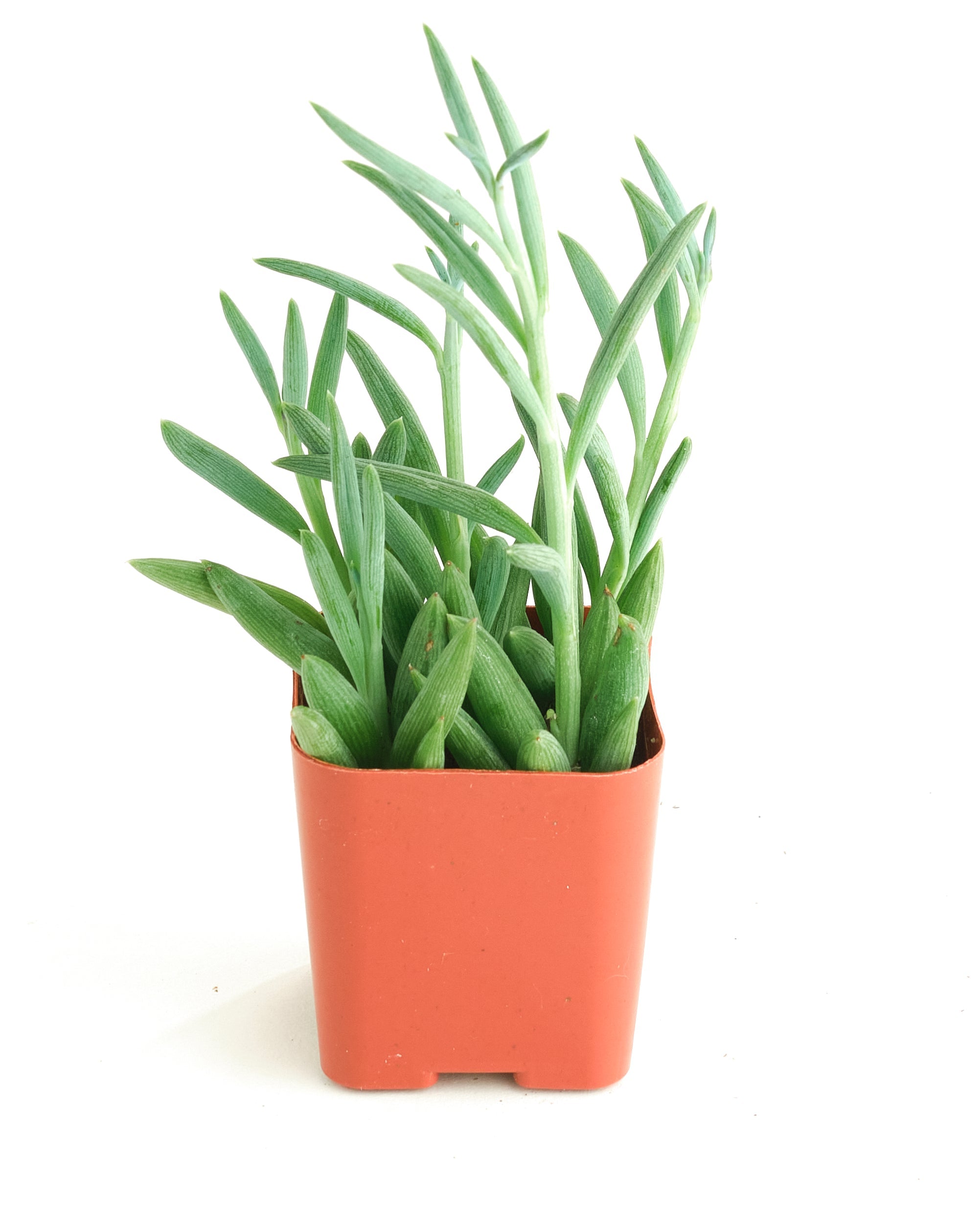 string of fishhooks succulent Senecio Radicans 'String of Fishhooks' – Classy Casita