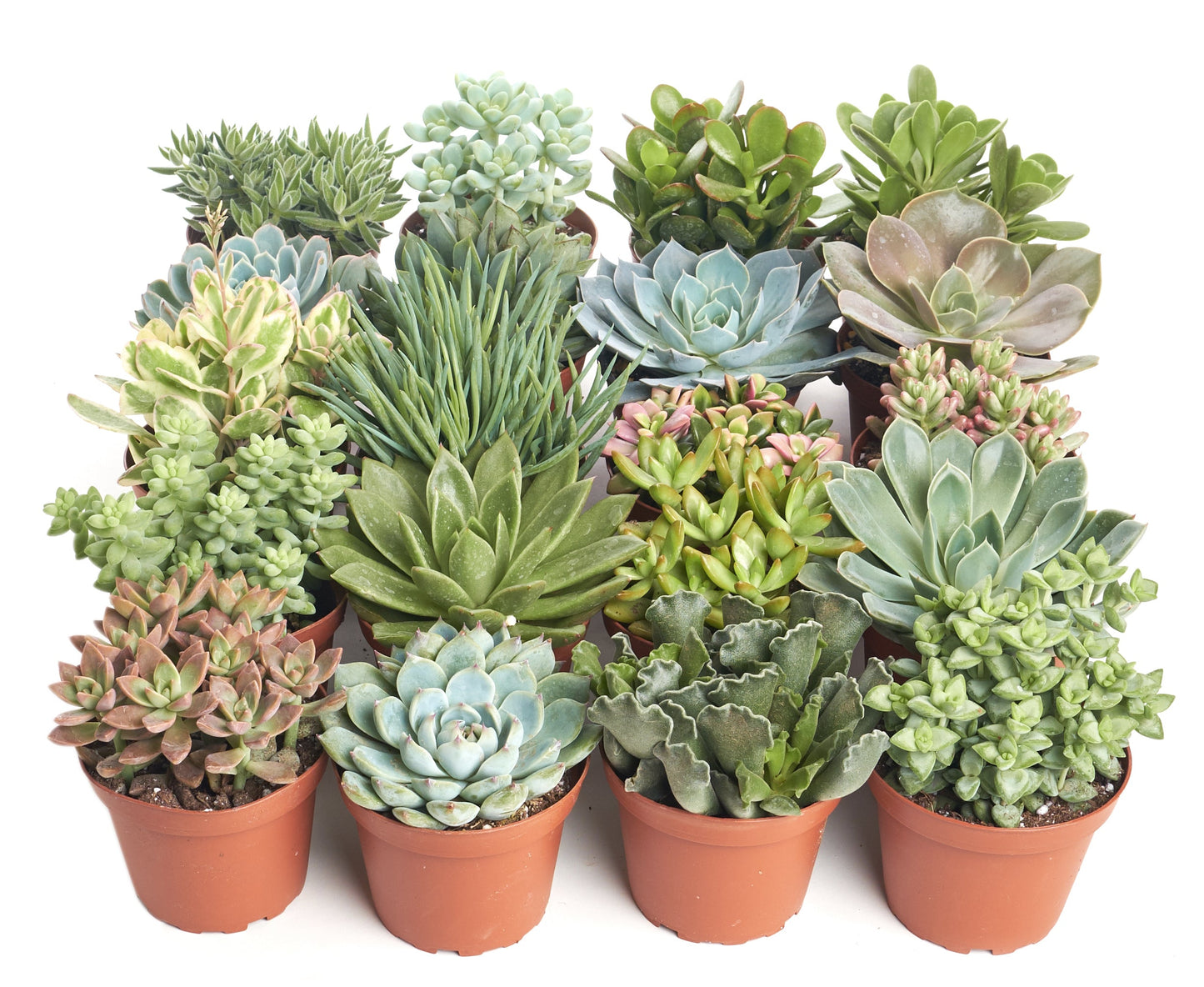 succulent medium Assorted Medium Succulent Collection – Classy Casita