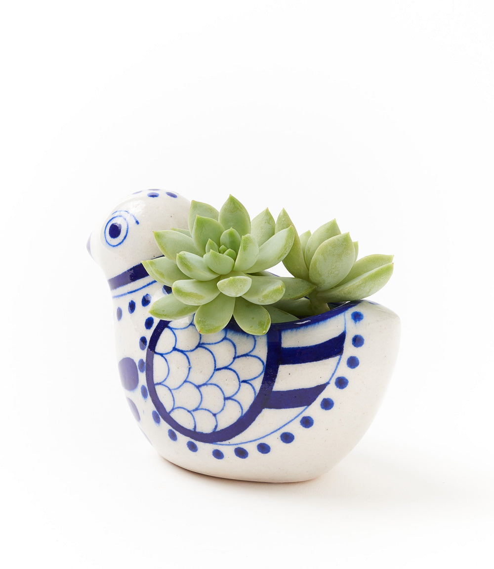 bird succulent planter Lalita Bird Succulent Planter