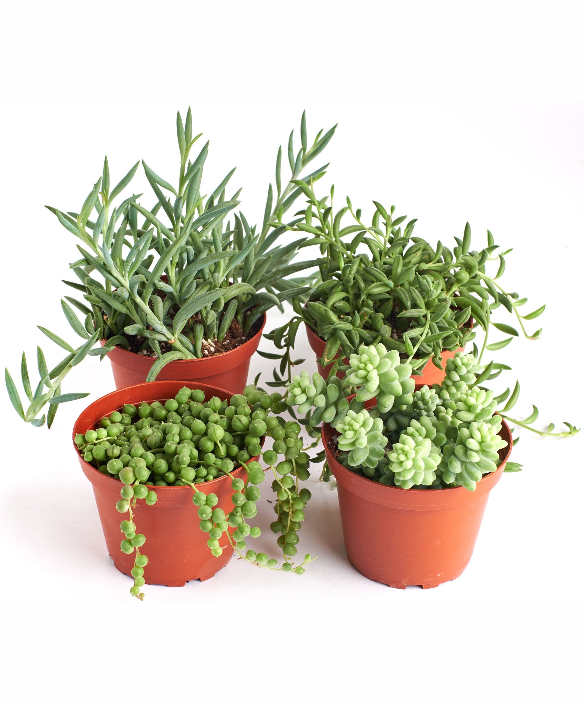 trailing succulents full sun Trailing Succulents (Collection of Four) – Classy Casita
