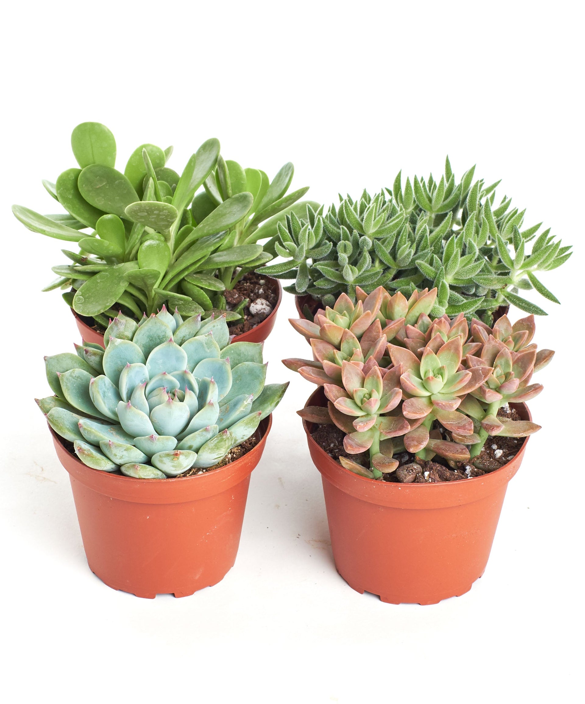 succulates Assorted Medium Succulent Collection – Classy Casita