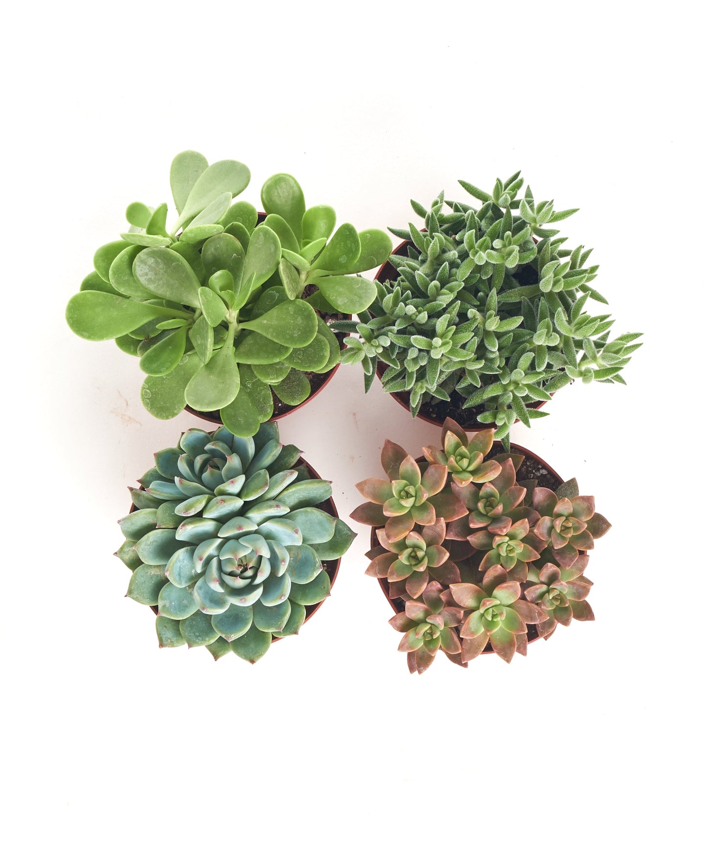 amazon succulent Assorted Medium Succulent Collection