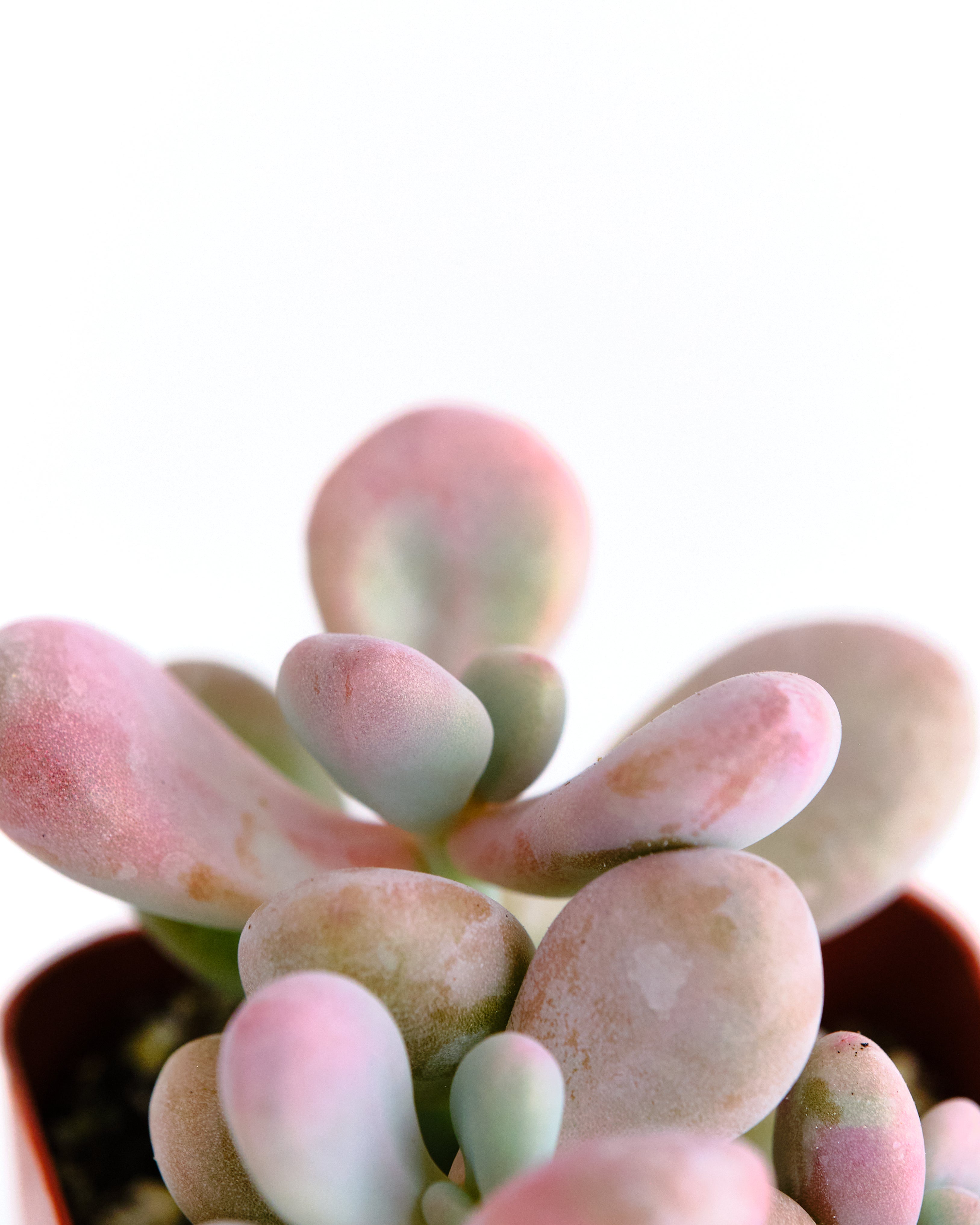 amethystinum succulents Graptopetalum Amethystinum