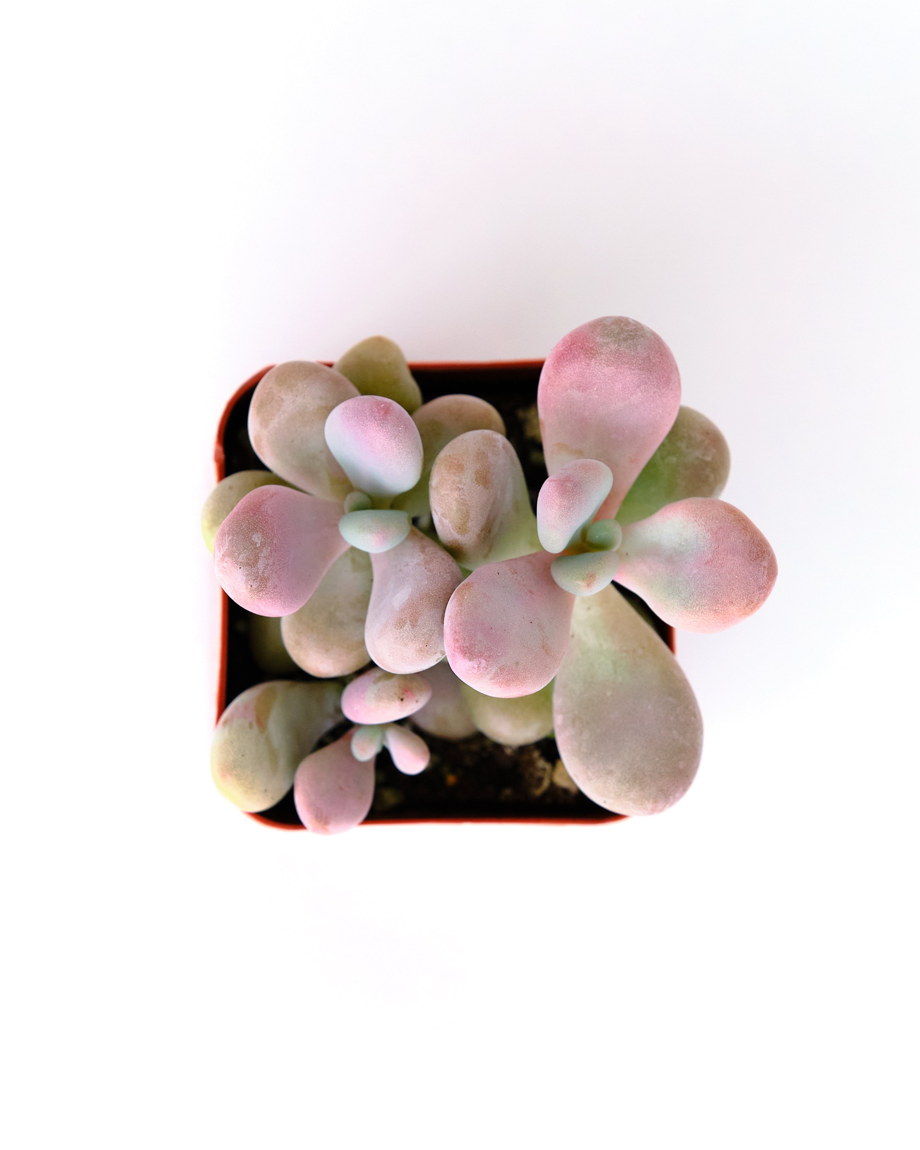 amethystium succulent Graptopetalum Amethystinum