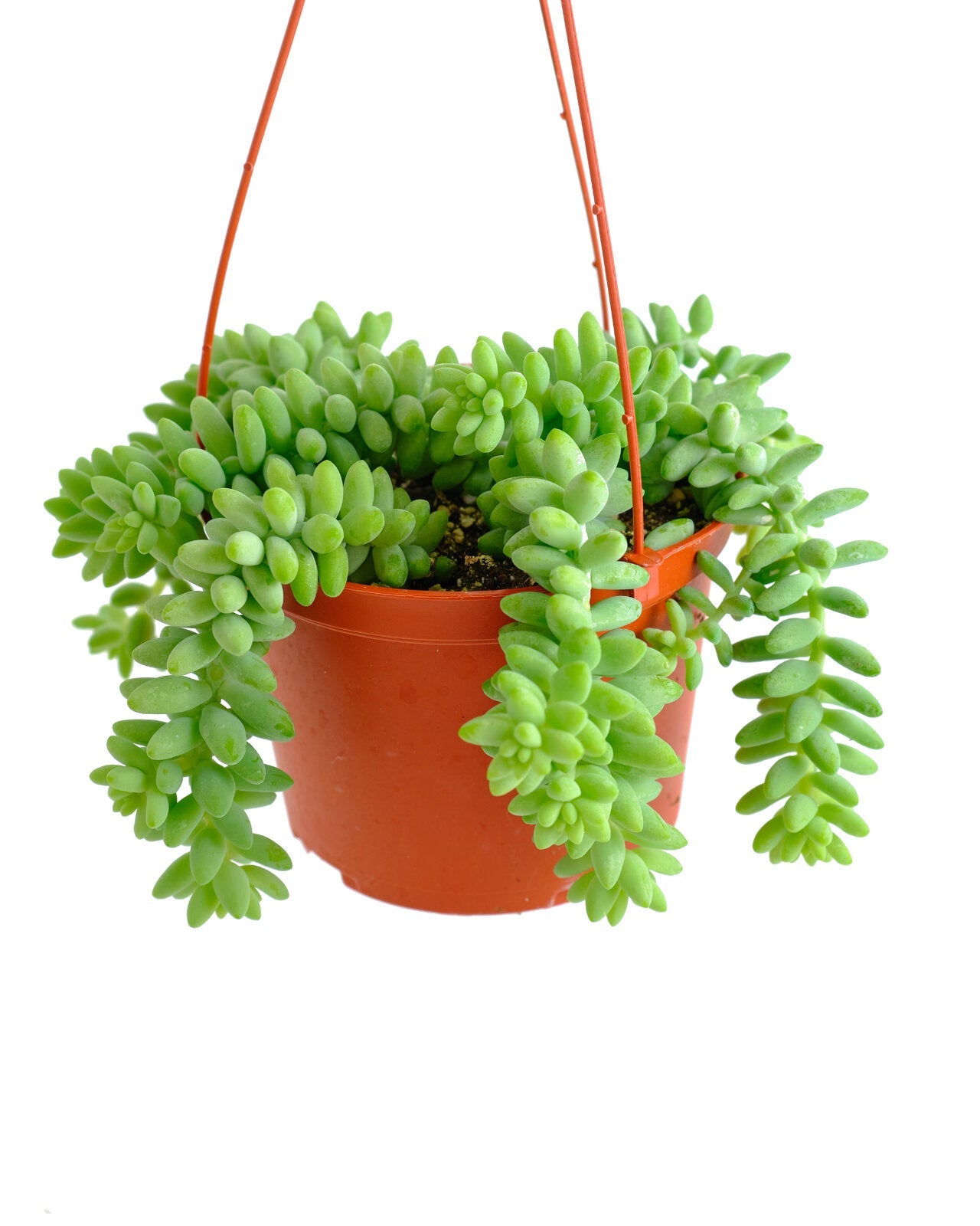 succulents that look like burro's tail Sedum morganianum 'Burro's Tail' – Classy Casita
