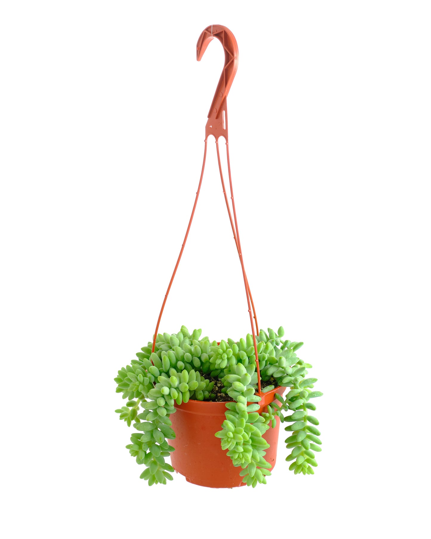 sedum burro's tail succulent Sedum morganianum 'Burro's Tail' – Classy Casita