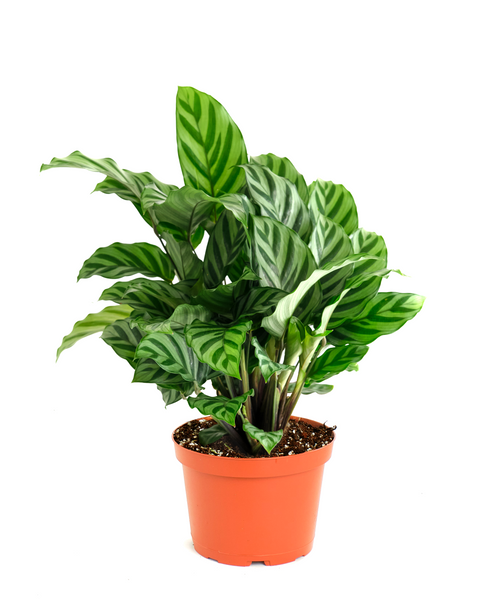 Calathea Concinna 'Freddie' – Classy Casita