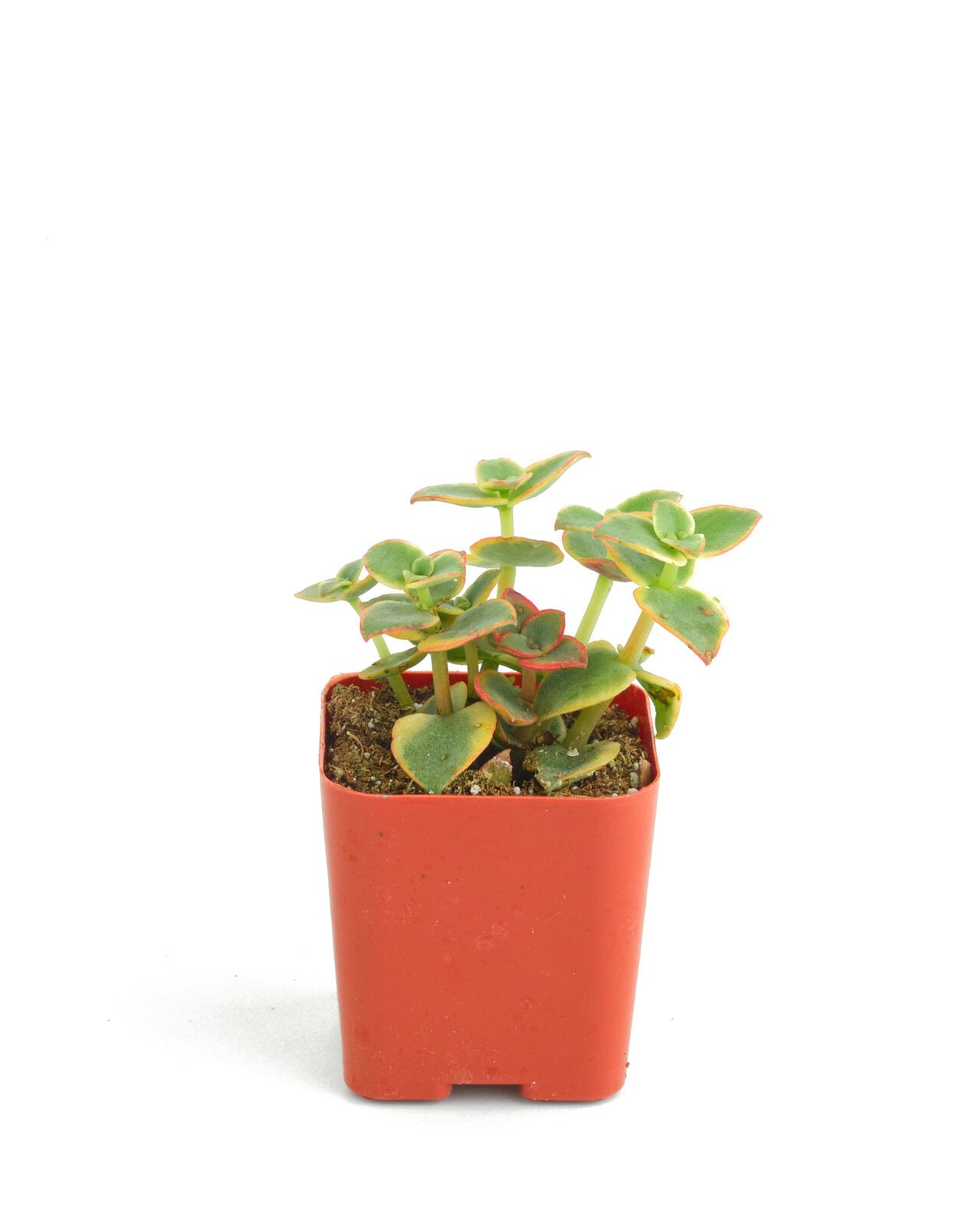 succulent calico kitten Crassula Pellucida Variegata 'Calico Kitten' – Classy Casita