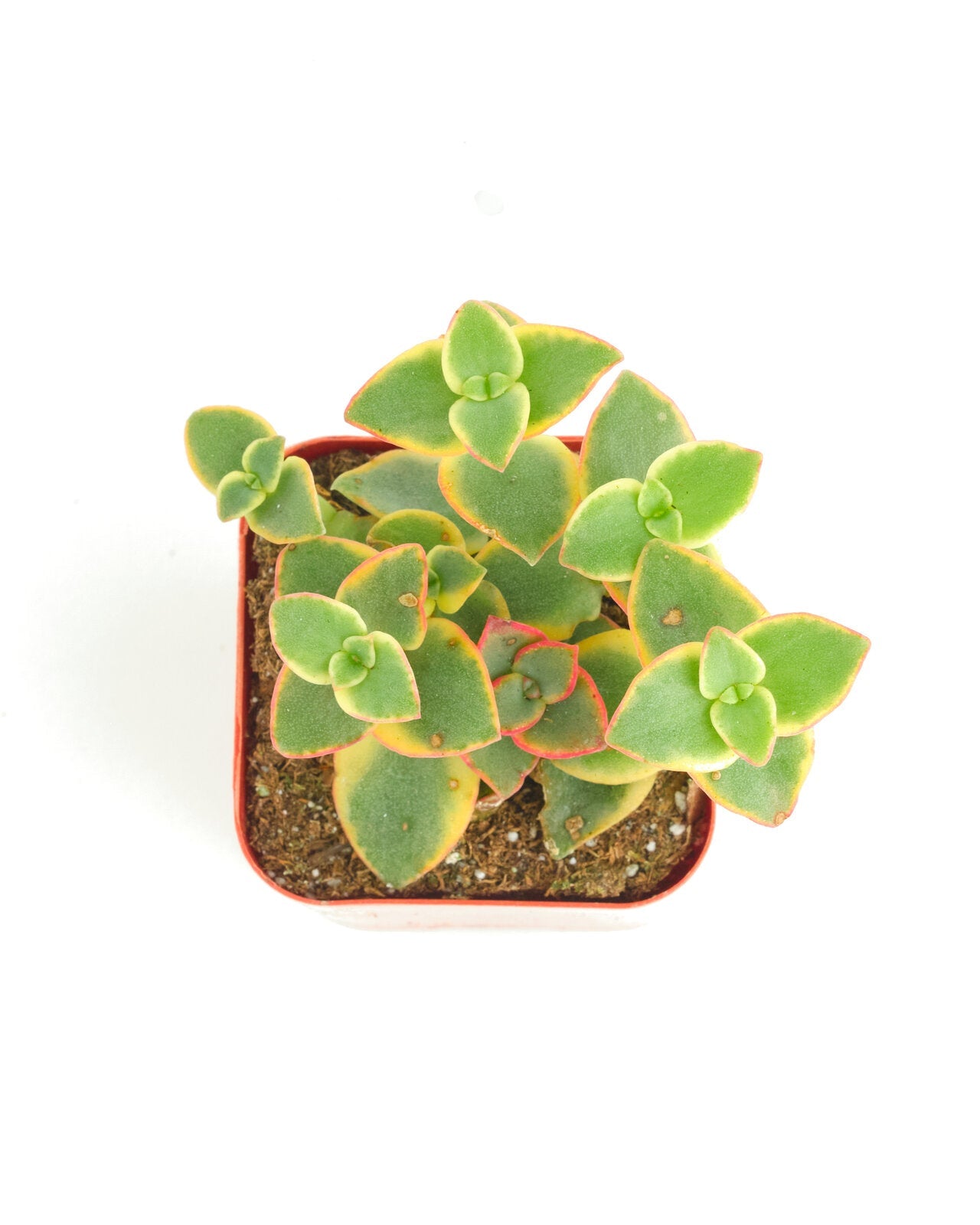 succulent furniture calico Crassula Pellucida Variegata 'Calico Kitten' – Classy Casita