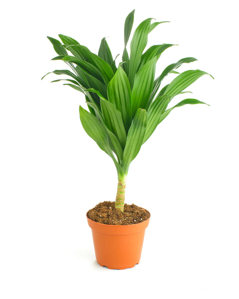 dracaena compacta for sale Dracaena Compacta – Classy Casita