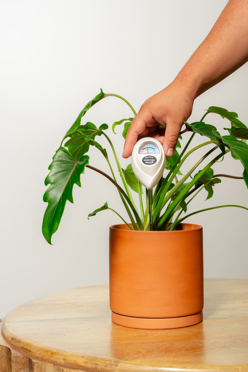 swiss cheese plant moisture meter Plant Moisture Meter