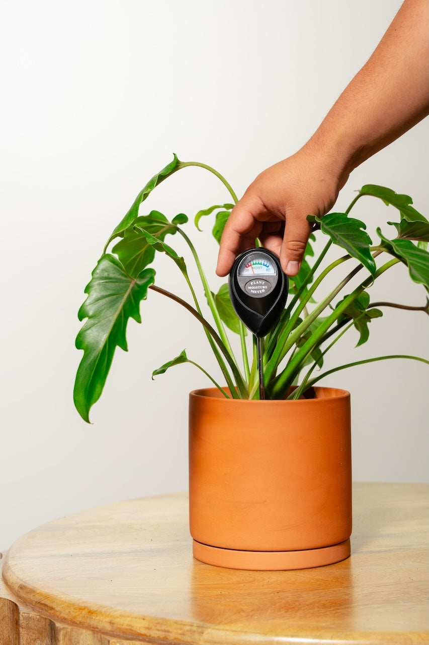 water meter for potted plants Plant & Garden Care Soil Meter Bundle (Black) – Classy Casita