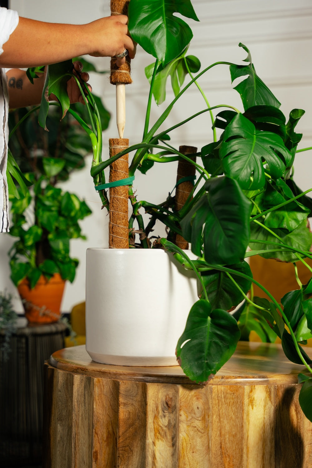 coir pole monstera Coir Poles