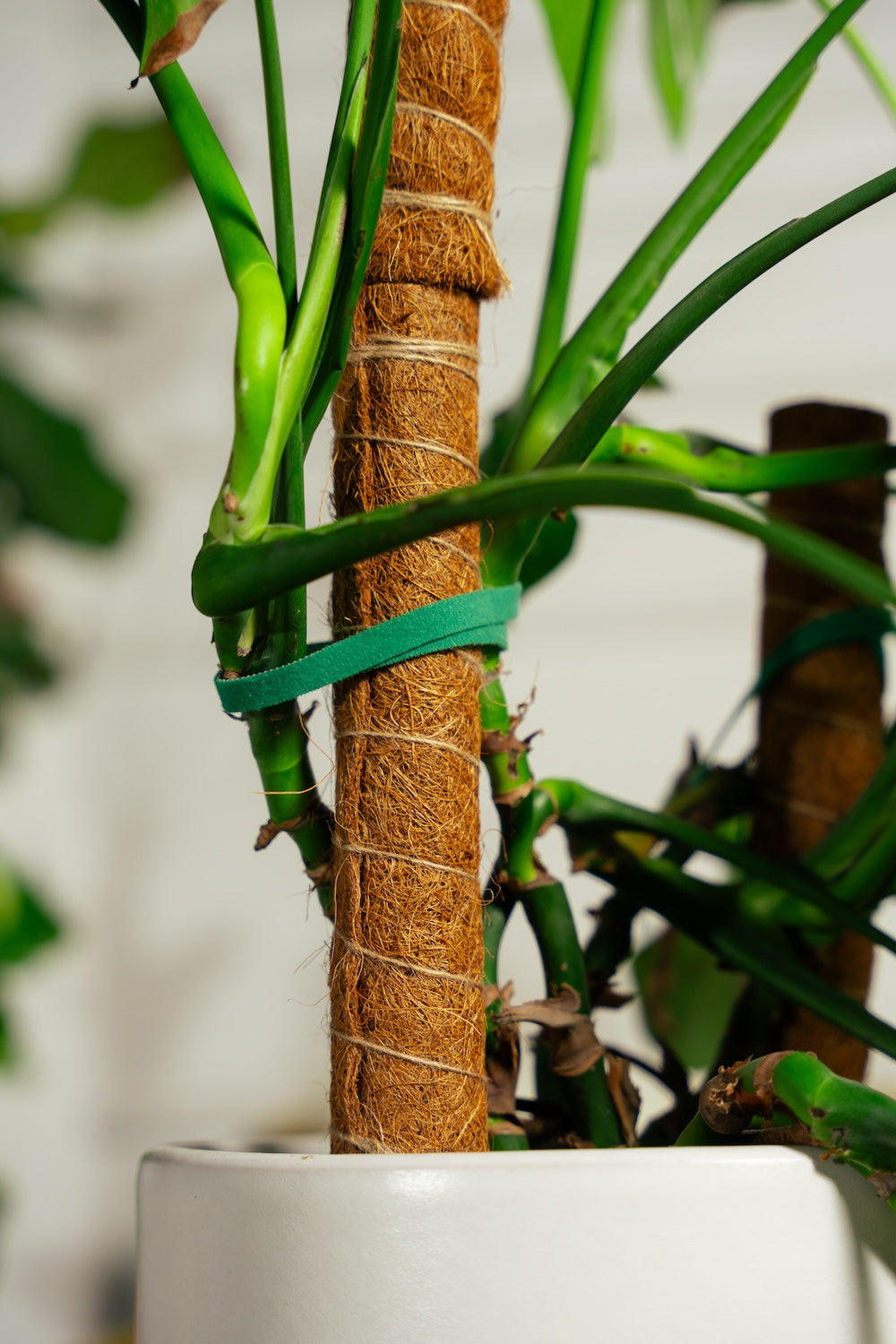 Coir Poles