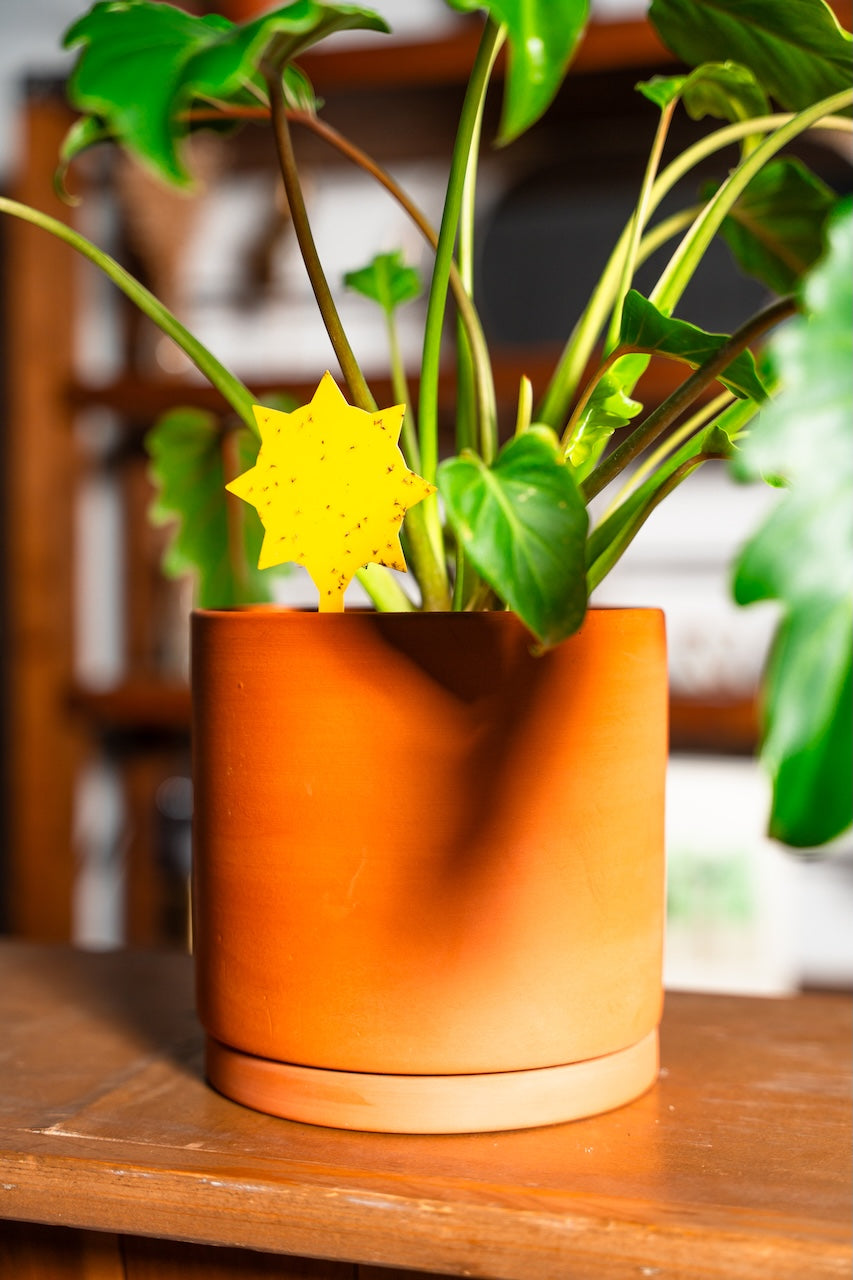 Plant Accessory Bundle