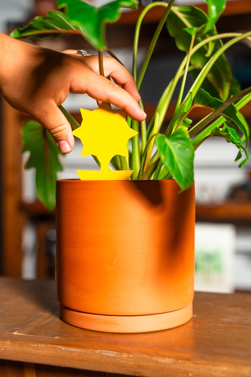 indoor plant accessories Plant Accessory Bundle – Classy Casita