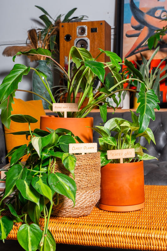 Plant Accessory Bundle