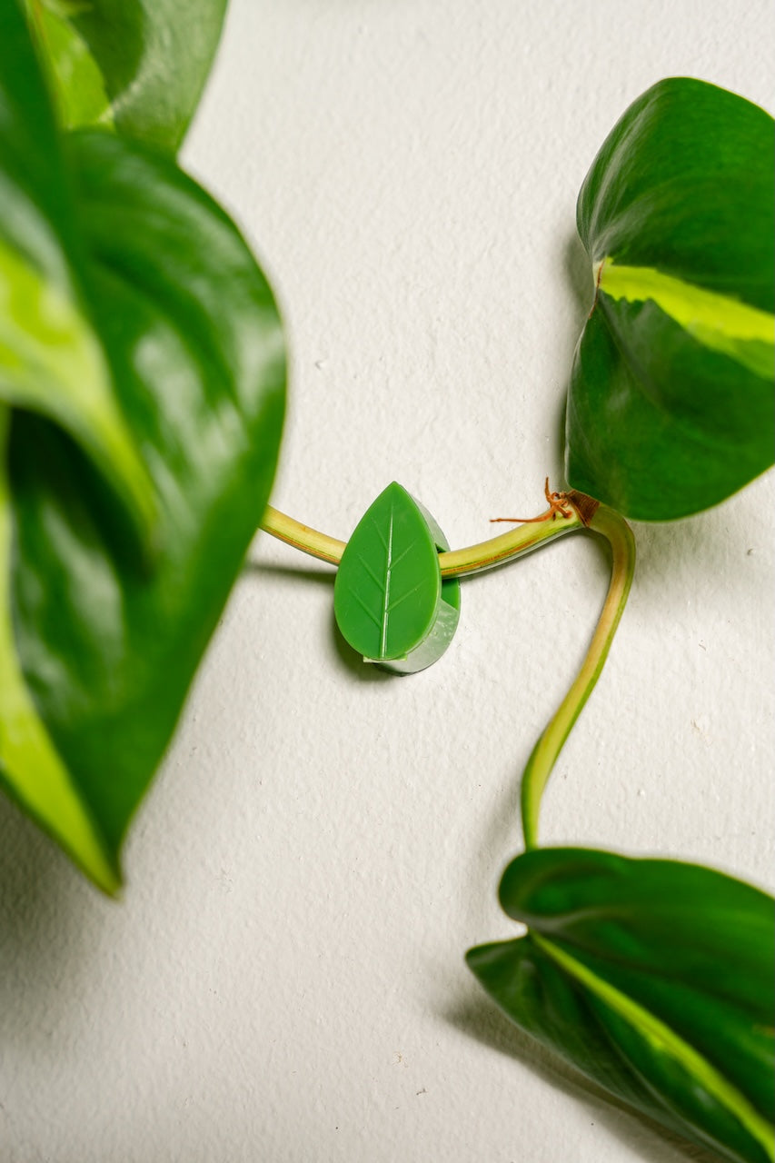 Plant Accessory Bundle