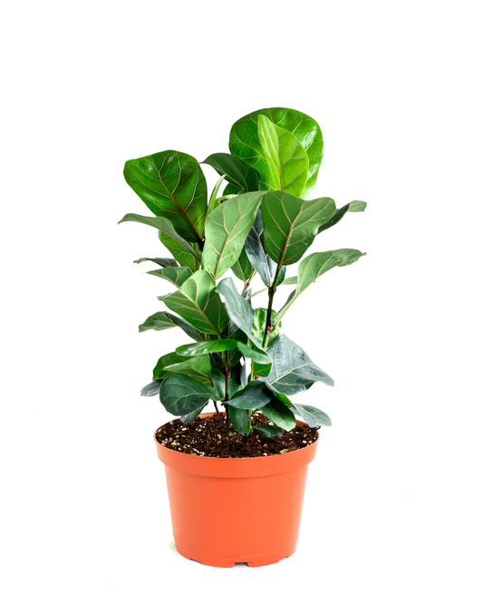 Ficus Lyrata "Fiddle Leaf Fig"