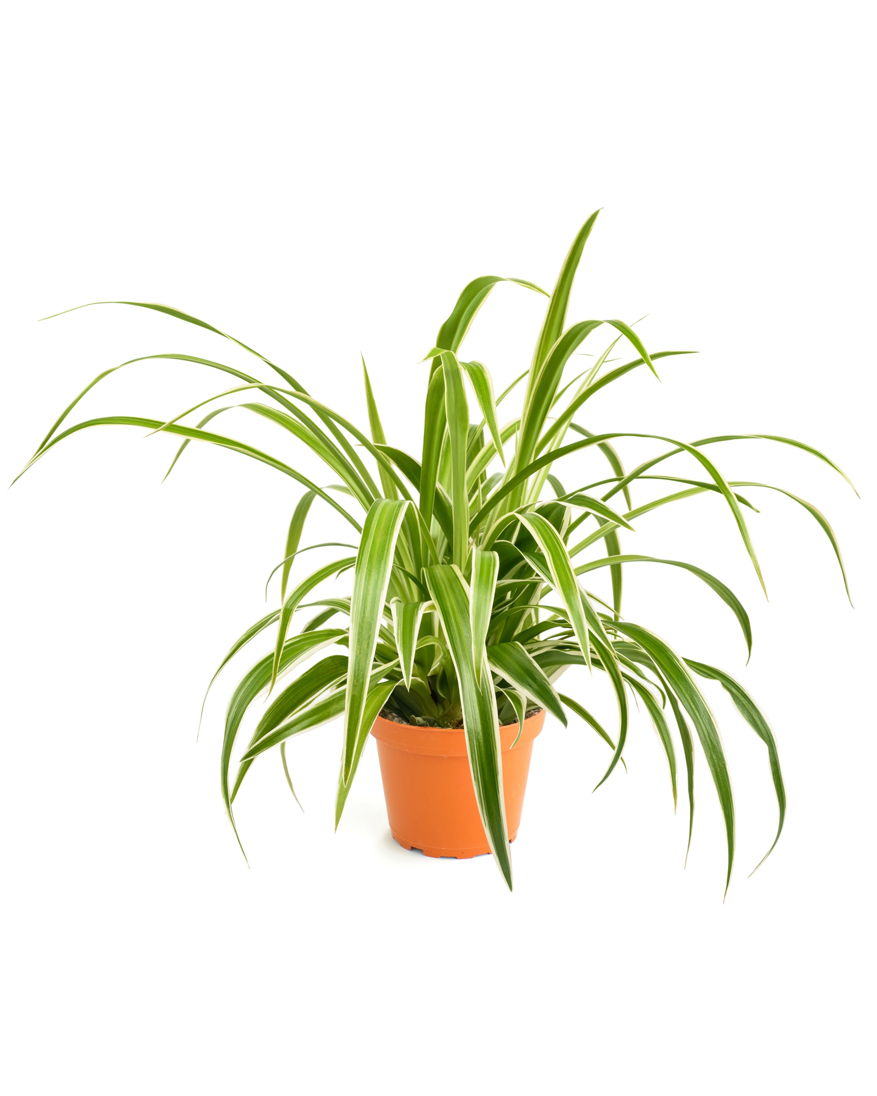 chlorophytum comosum buy Chlorophytum comosum 'Spider Plant' – Classy Casita