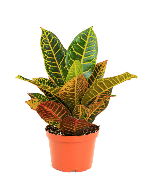 Codiaeum variegatum 'Petra'