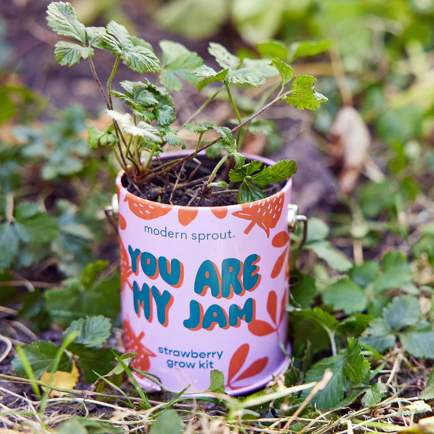 Complimentary Colors Grow Kits