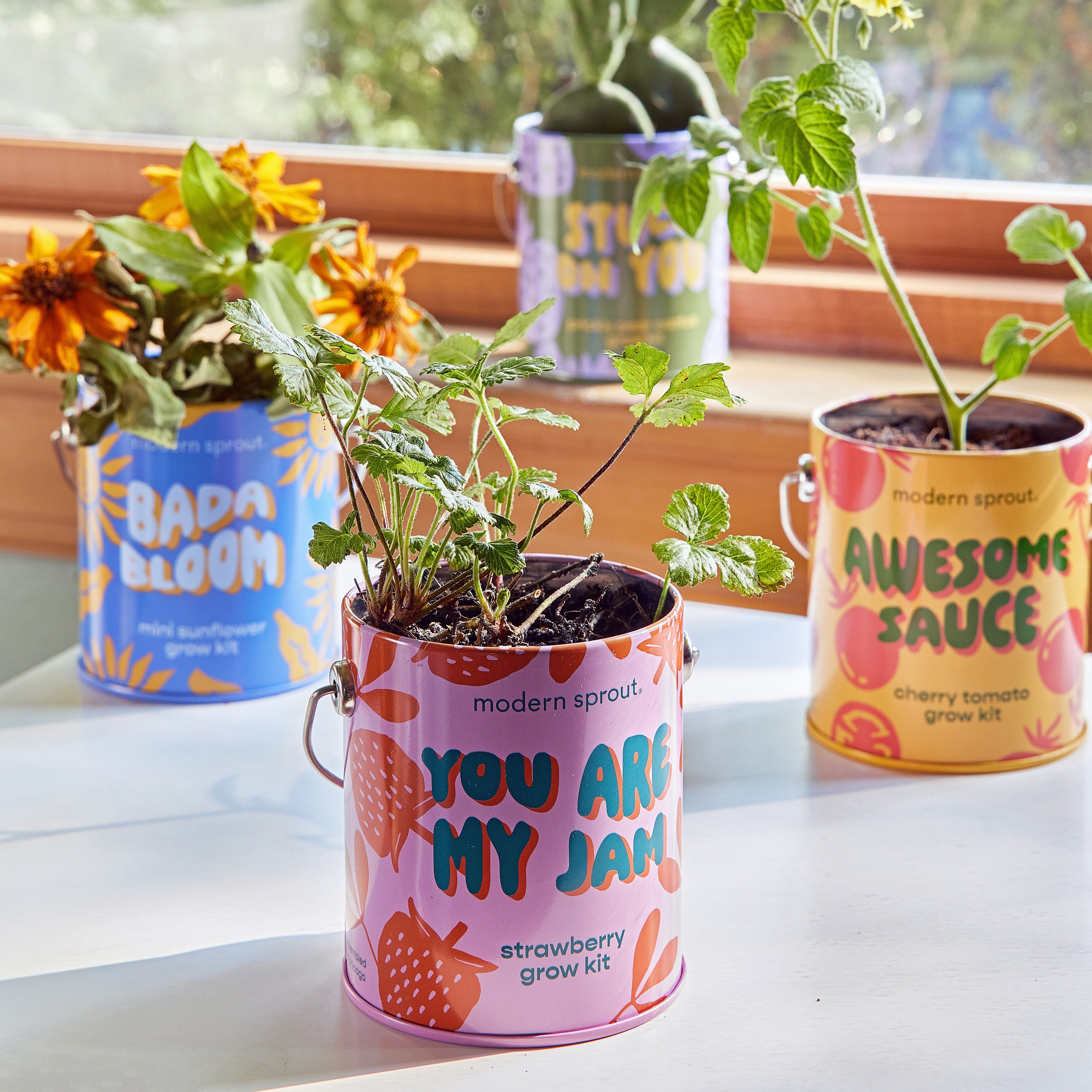 m&s plant pots Complimentary Colors Grow Kits – Classy Casita