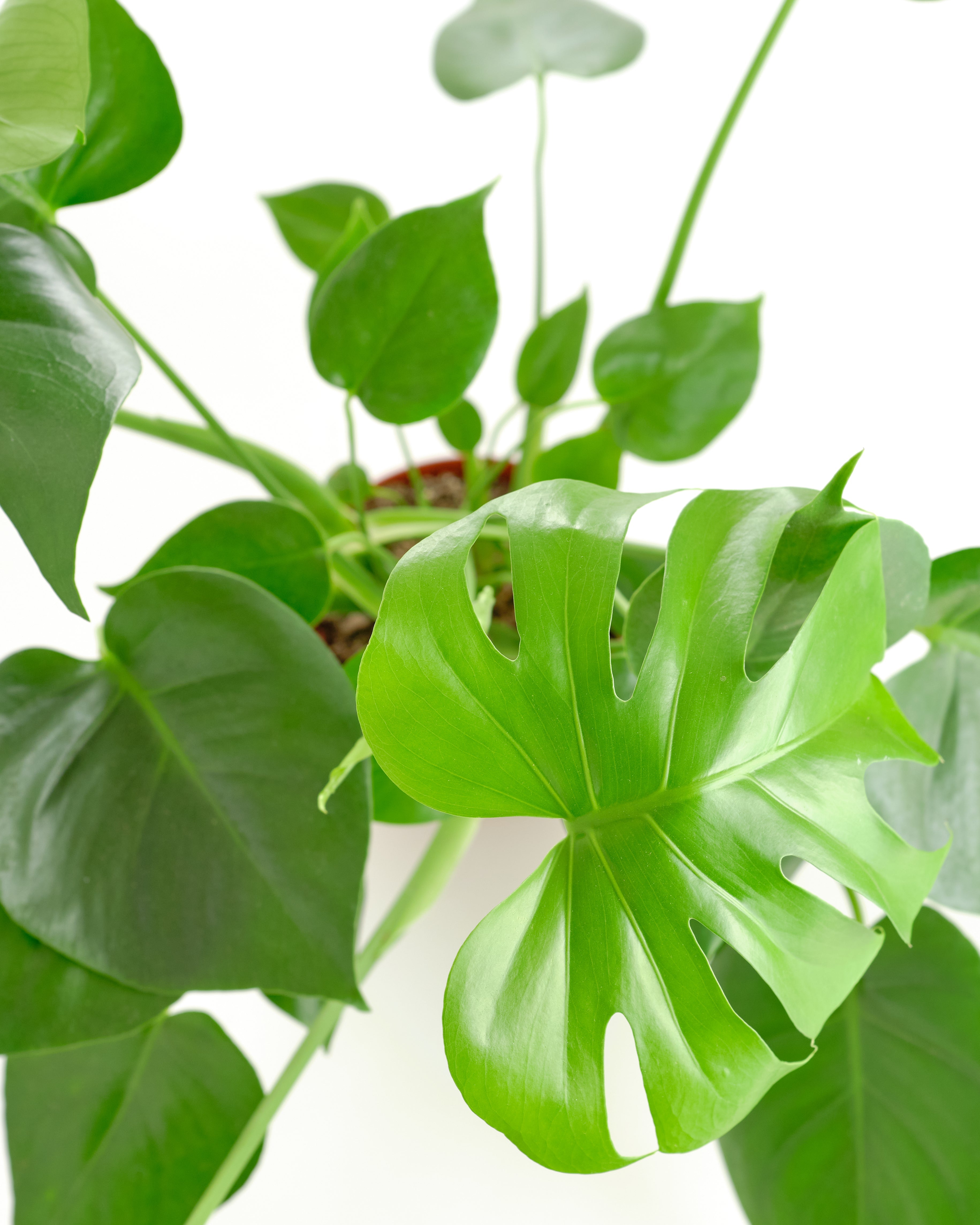 the plant farm monstera deliciosa split leaf 6 inch plant Monstera Deliciosa 'Split Leaf' – Classy Casita