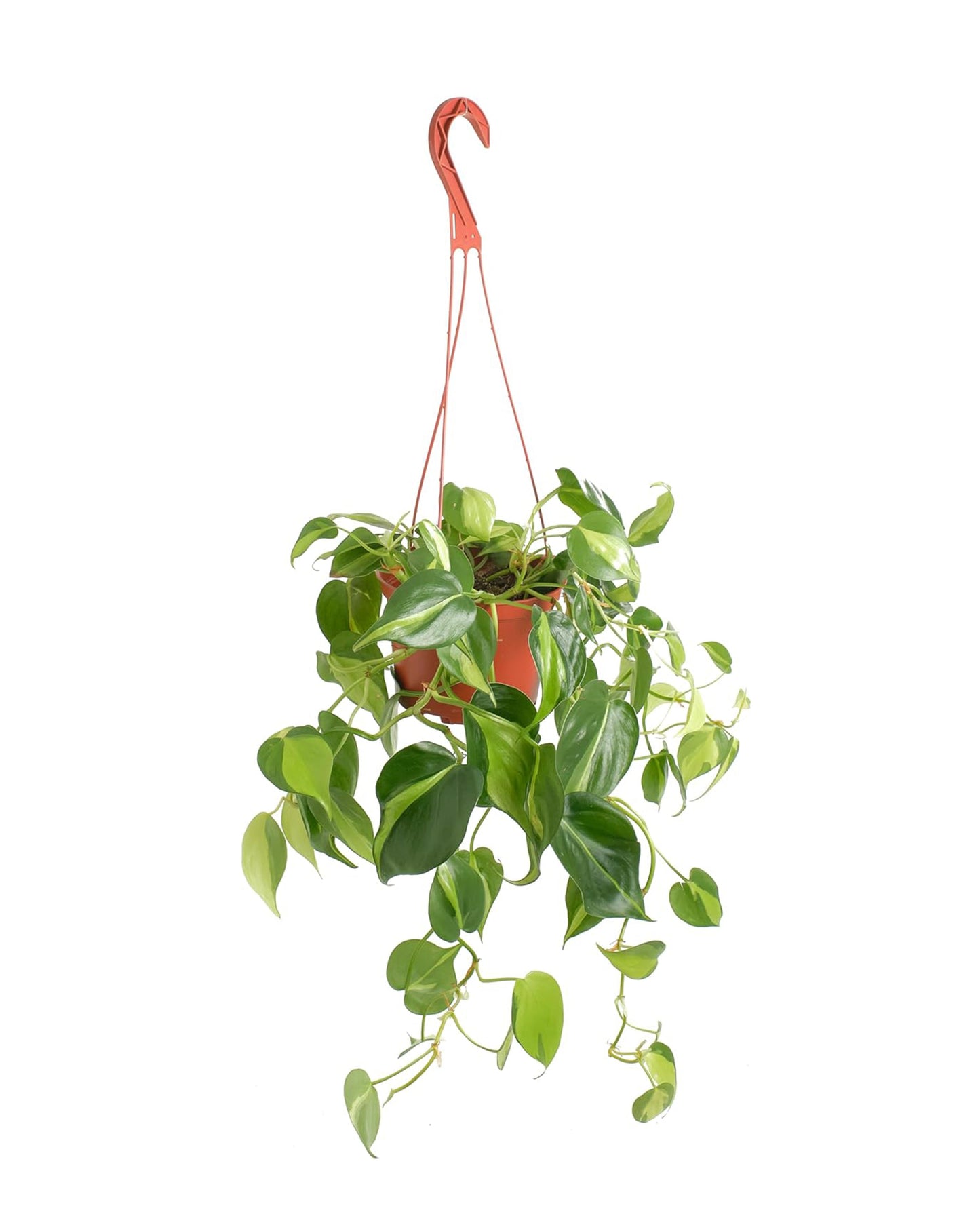 philodendron scandens brasil - sweetheart plant Philodenron Brasil – Classy Casita