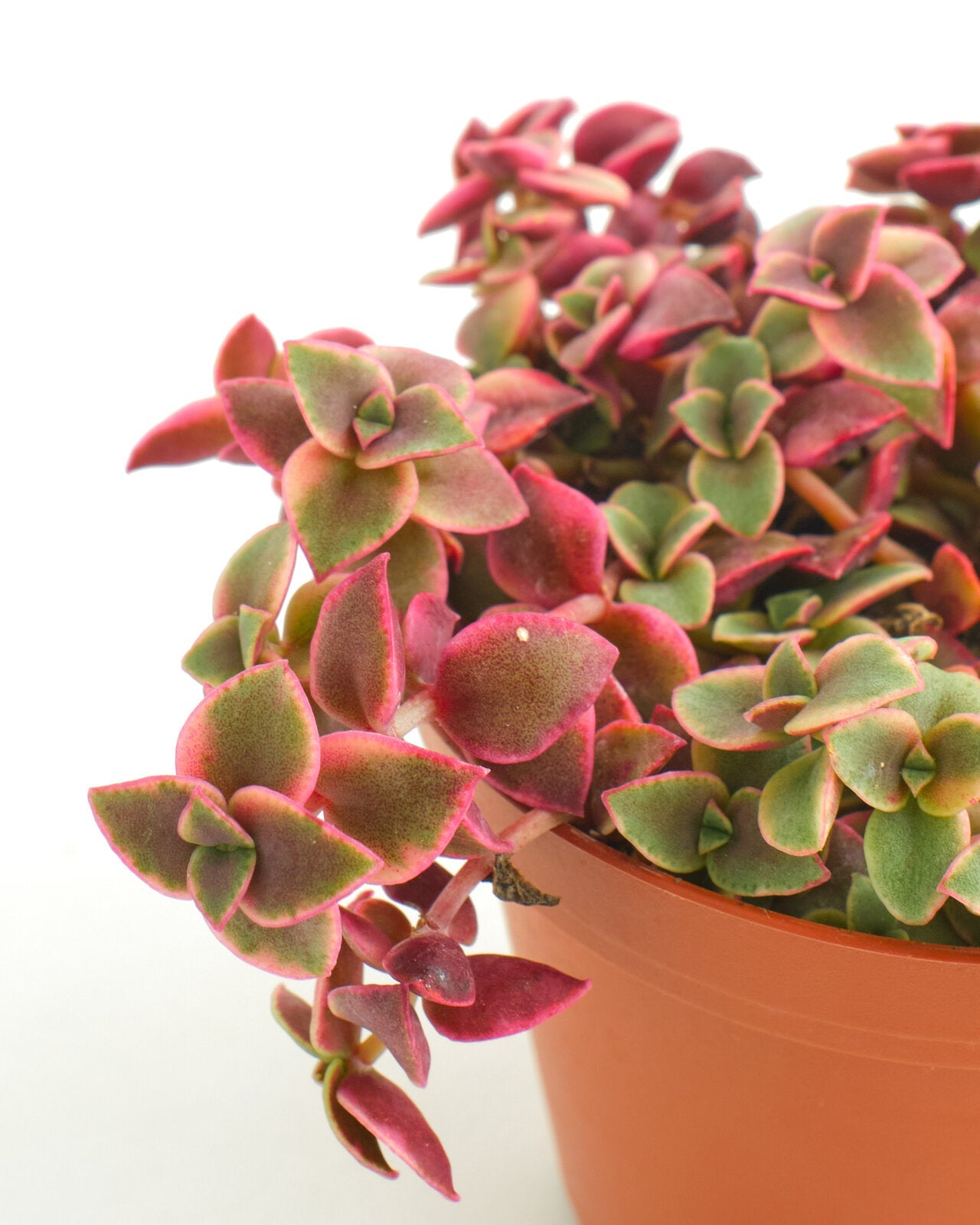 crassula calico kitten succulent Crassula Pellucida Variegata 'Calico Kitten'