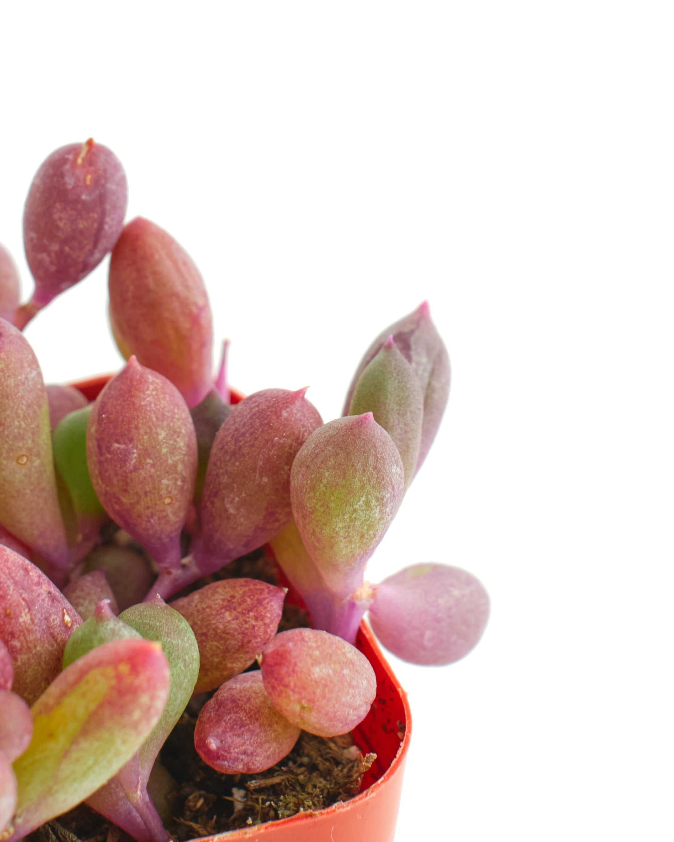 ruby necklace plant indoor Othonna Capensis 'Ruby Necklace' – Classy Casita