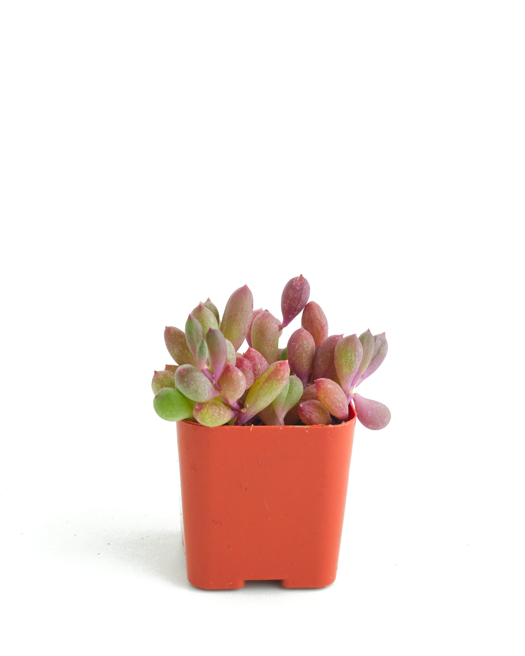 red ruby succulent Othonna Capensis 'Ruby Necklace' – Classy Casita