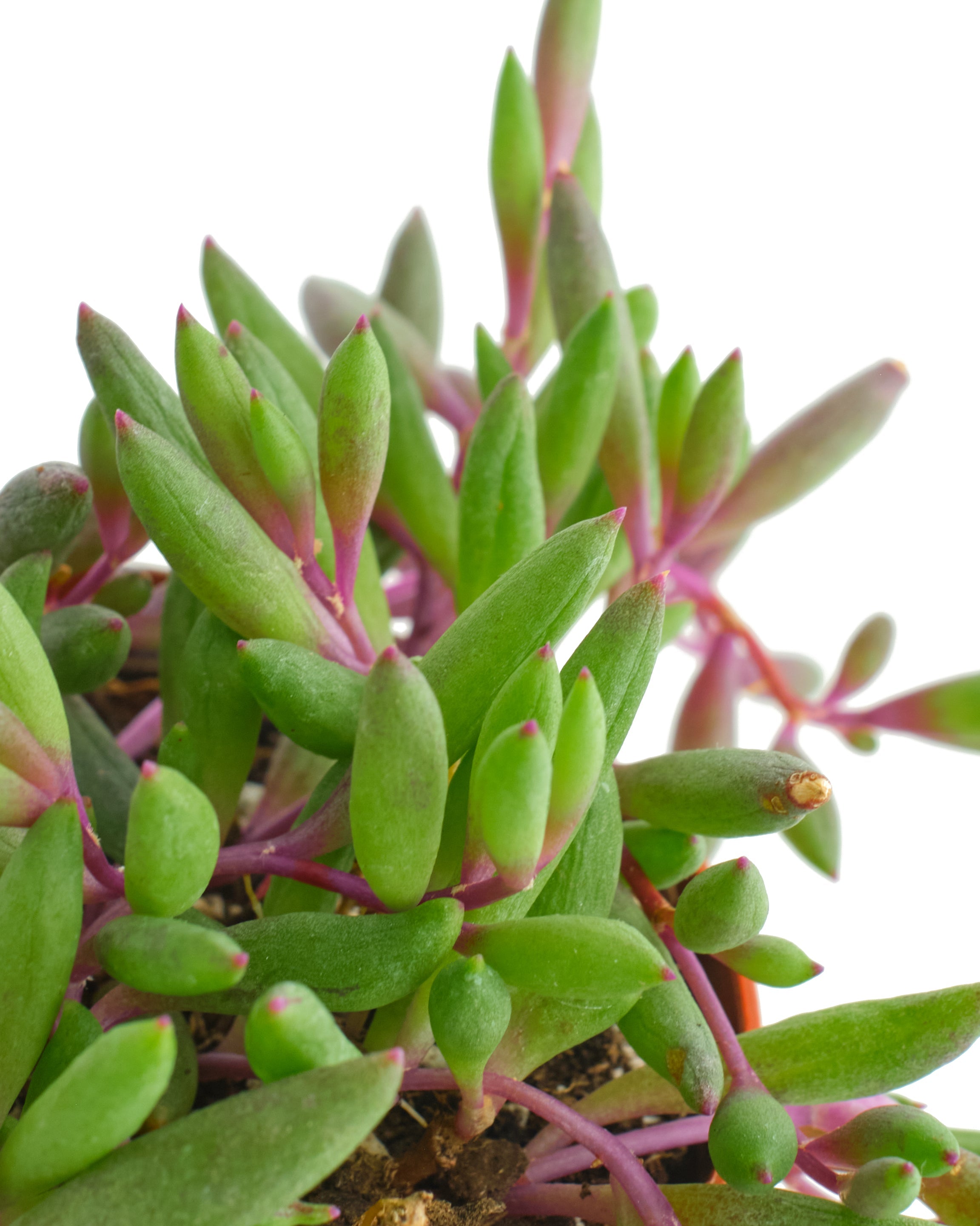 succulent ruby necklace Othonna Capensis 'Ruby Necklace' – Classy Casita