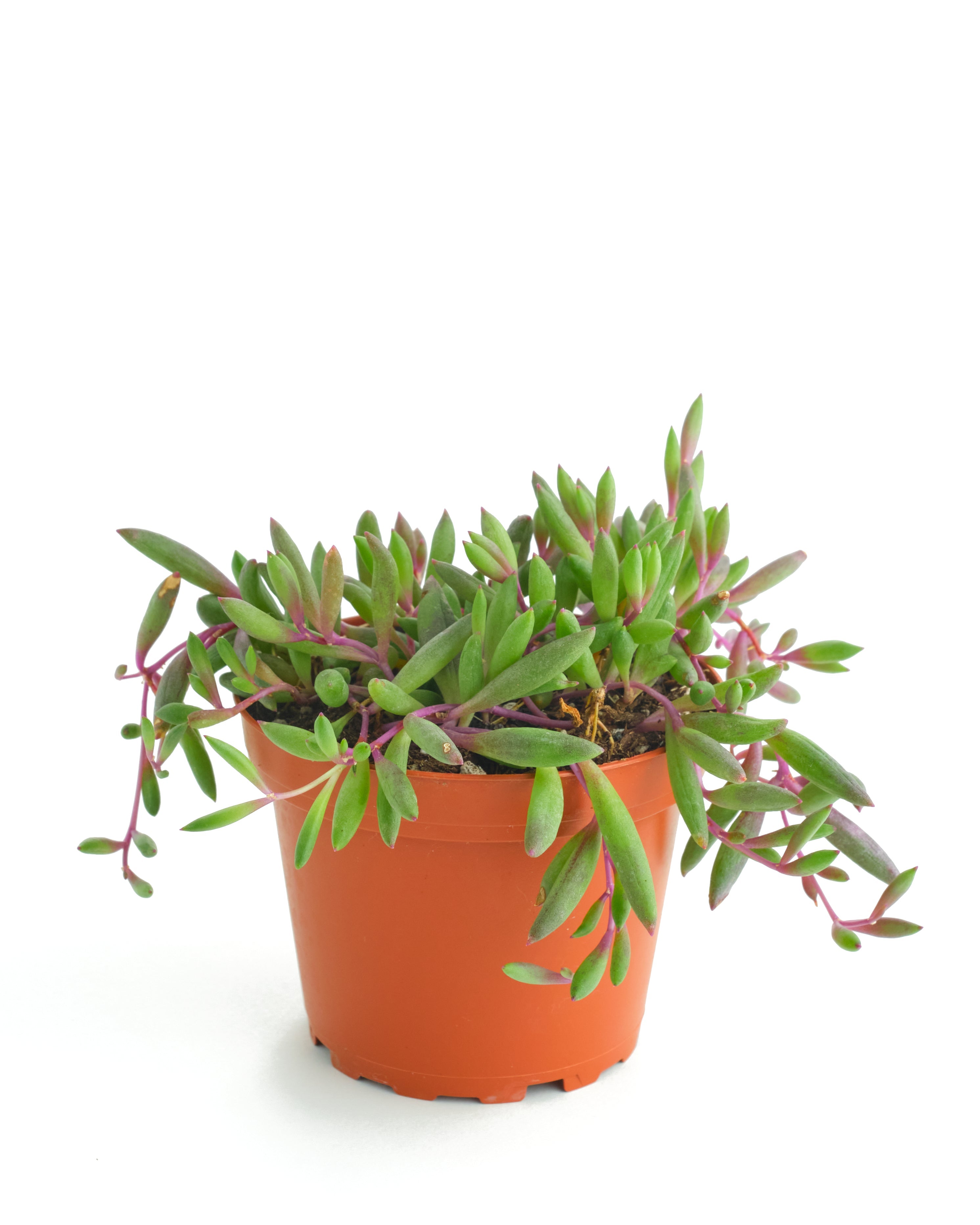 succulent plant necklace Othonna Capensis 'Ruby Necklace' – Classy Casita