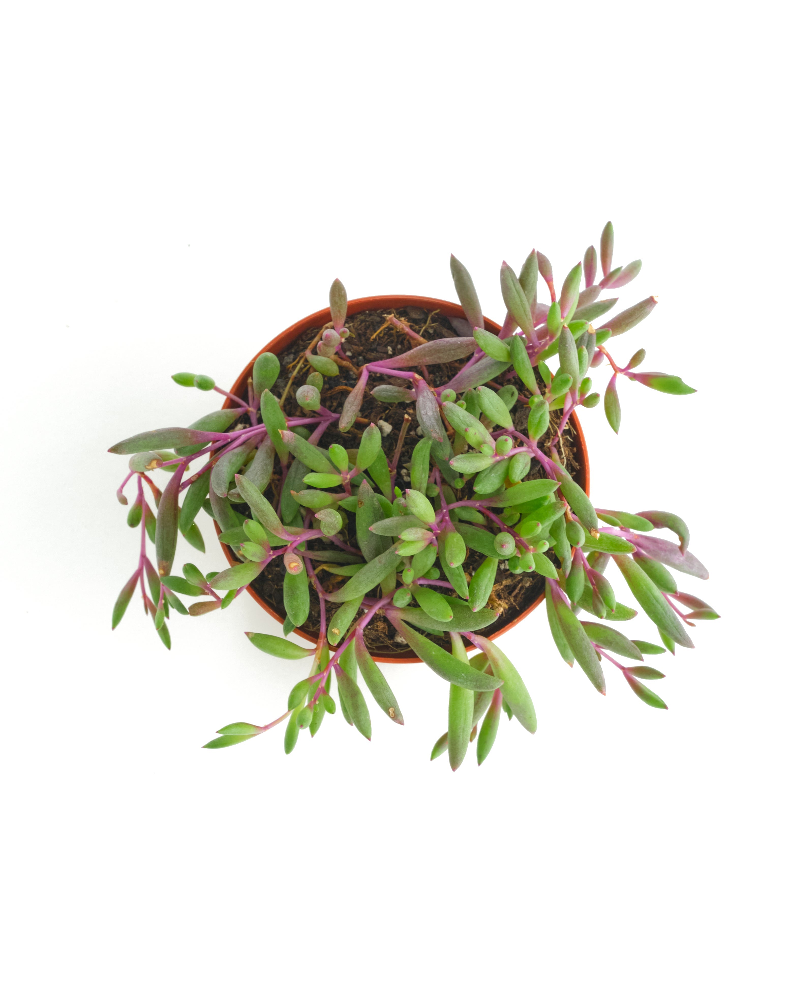 succulent ruby necklace Othonna Capensis 'Ruby Necklace' – Classy Casita