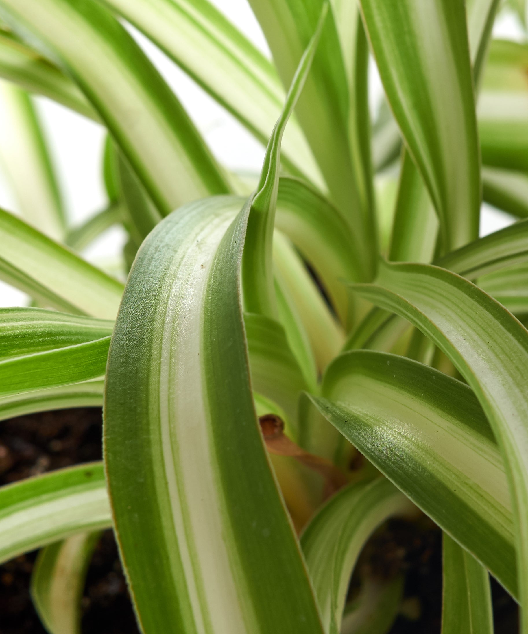 spider plant wide leaves Chlorophytum comosum 'Spider Plant' – Classy Casita