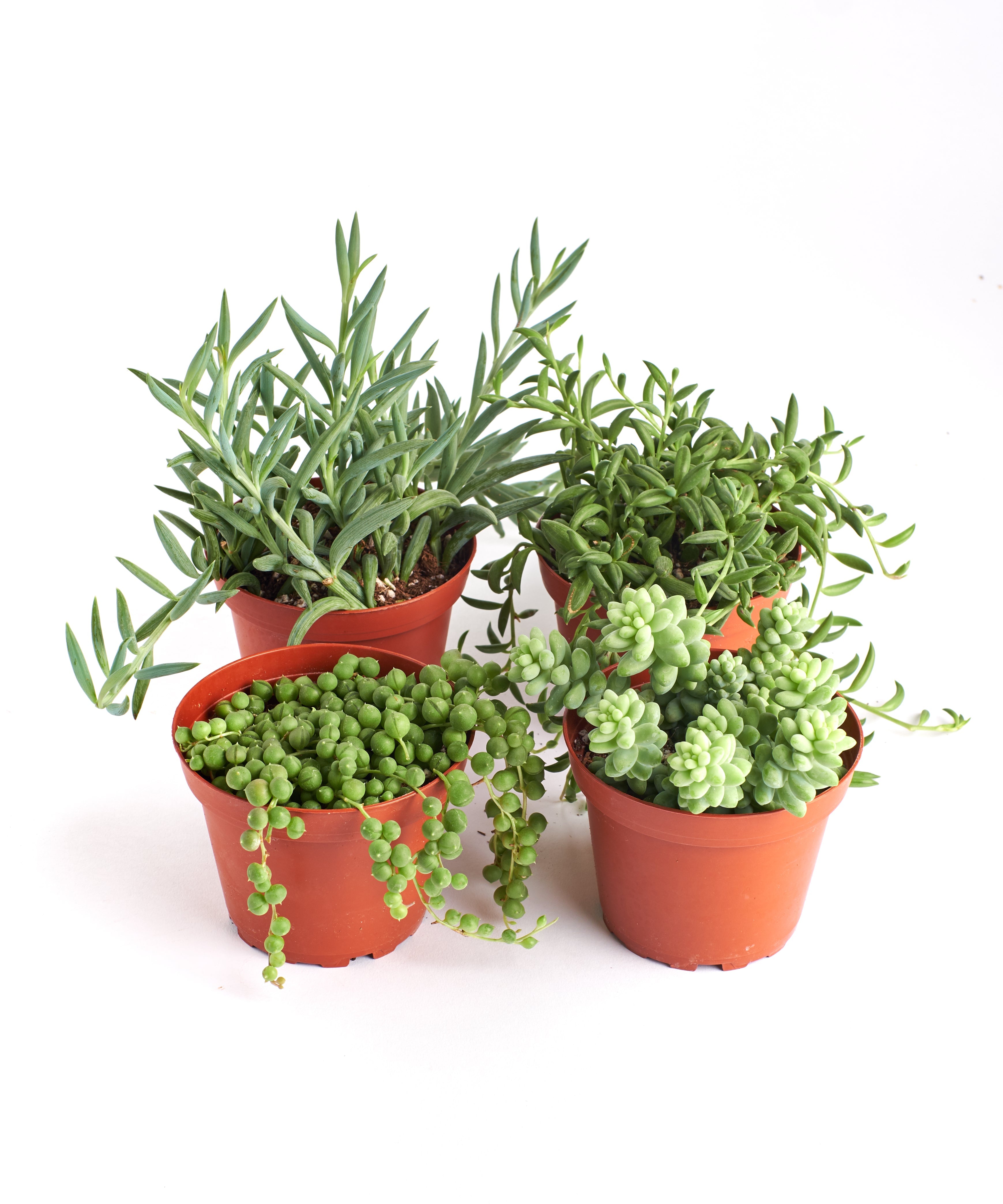 trailing succulent in pot Trailing Succulents (Collection of Four) – Classy Casita