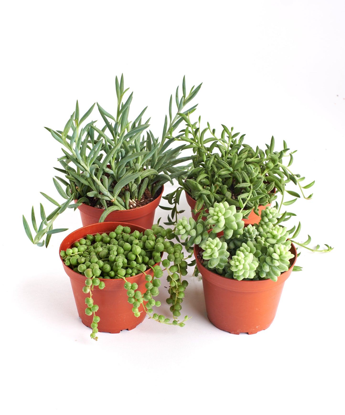 trailing sedum succulents Trailing Succulents (Collection of Four) – Classy Casita