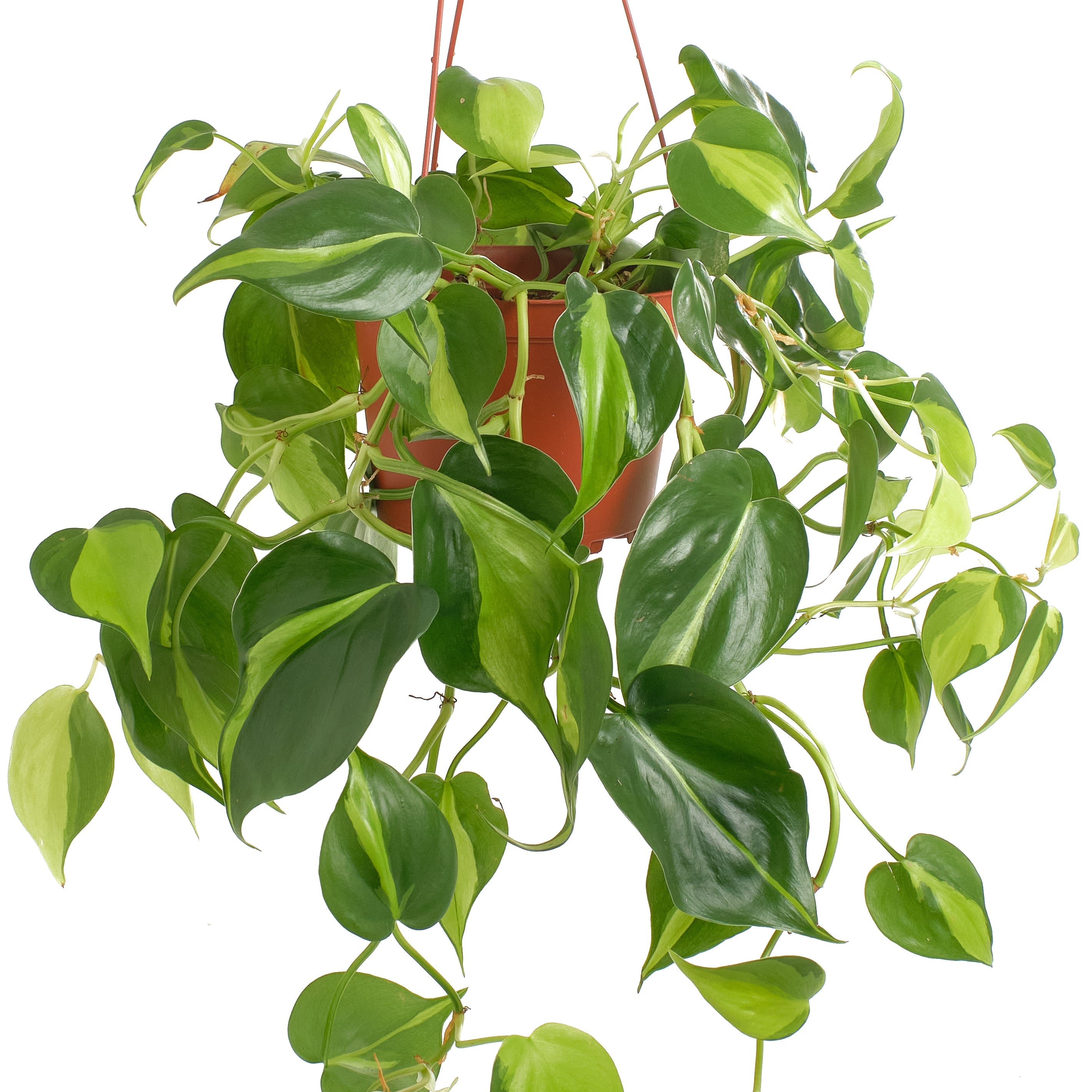 philodendron brasil large Philodenron Brasil – Classy Casita