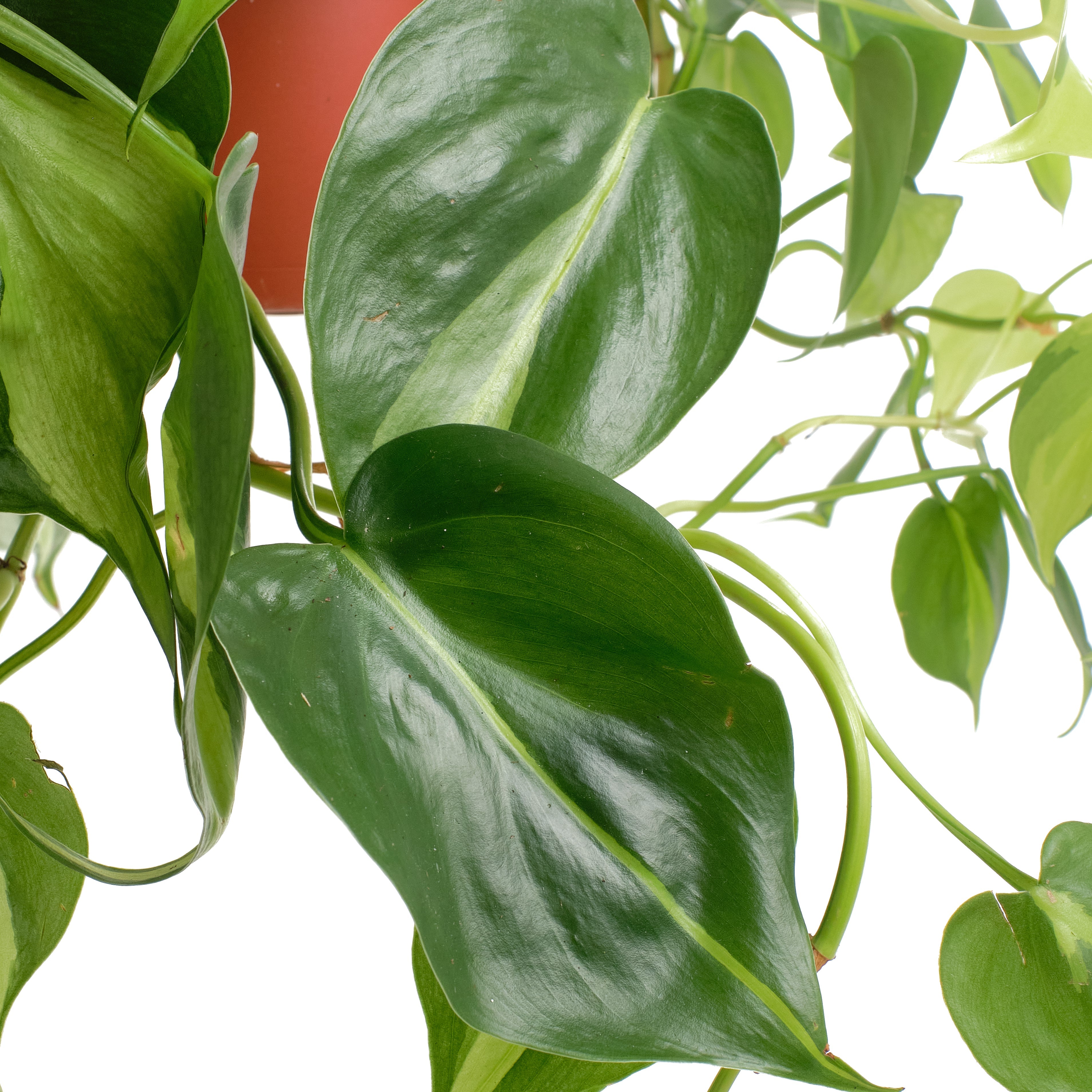 brazil philodendron soul Philodenron Brasil