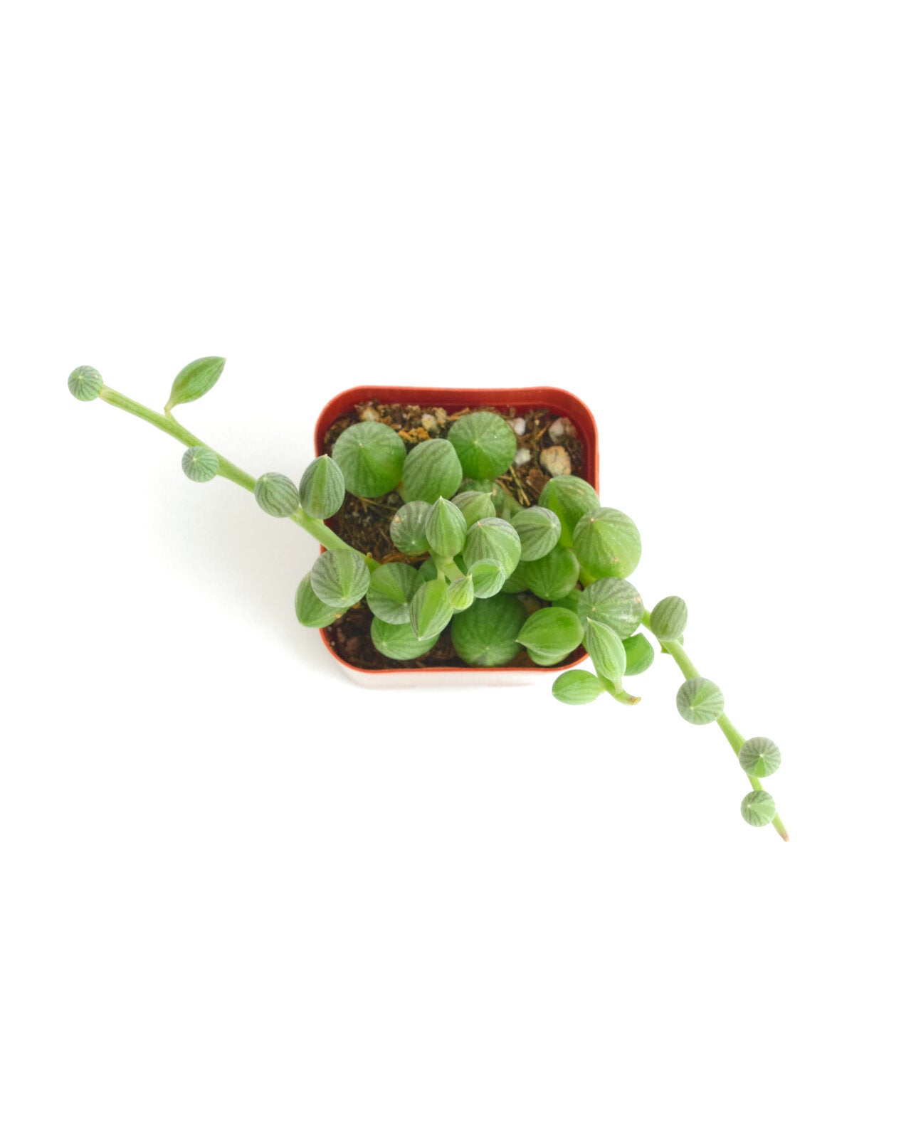 string of watermelon succulent Curio Herreanus 'String of Watermelons' – Classy Casita